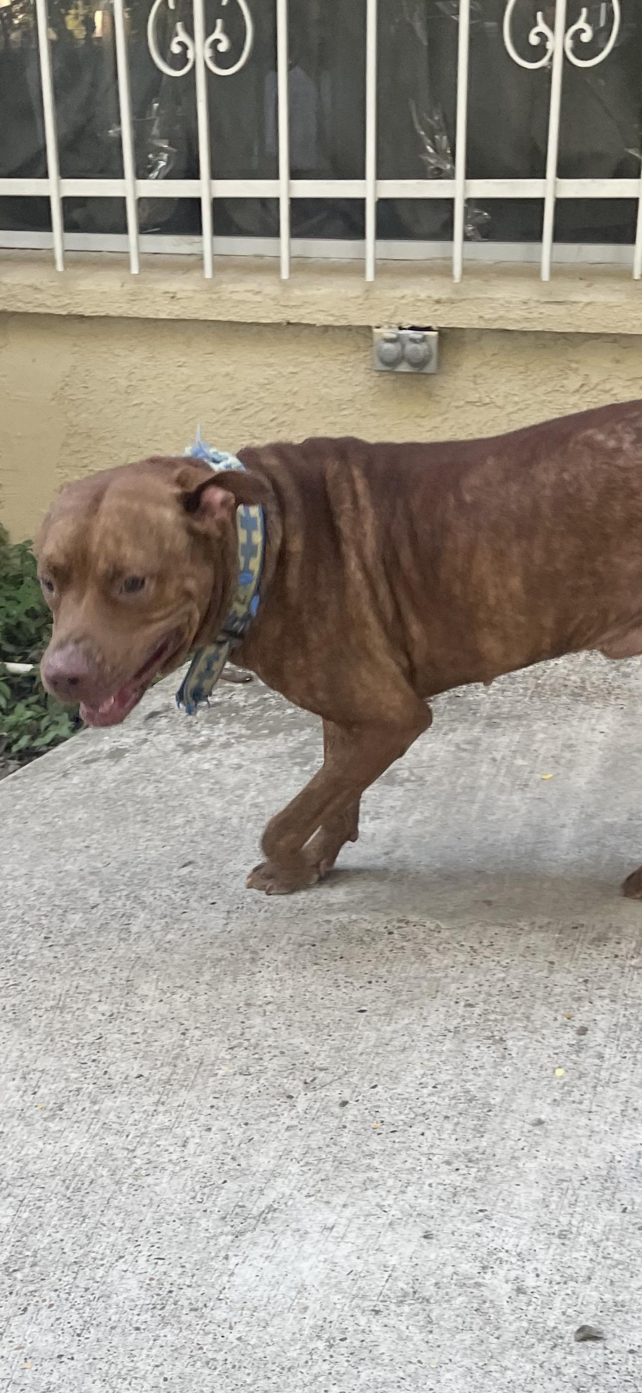 Enlarge Copper, a Adoptable mixed breed in Boise, ID image 5/5