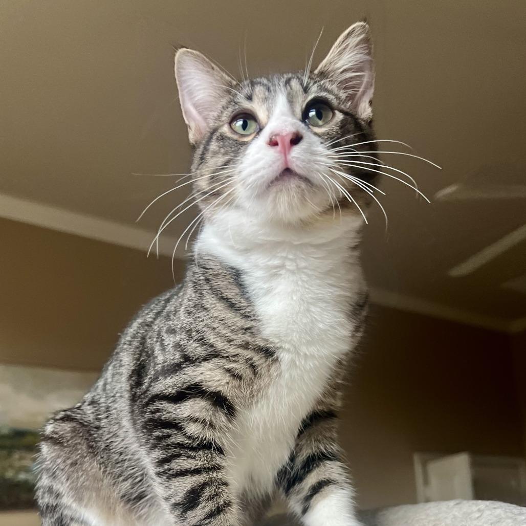 Enlarge Atlas, a Adoptable Domestic Short Hair in Houston, TX image 1/6