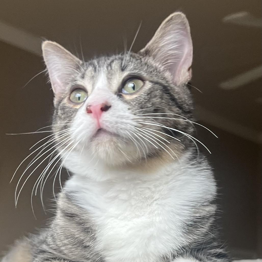 Enlarge Atlas, a Adoptable Domestic Short Hair in Houston, TX image 2/6