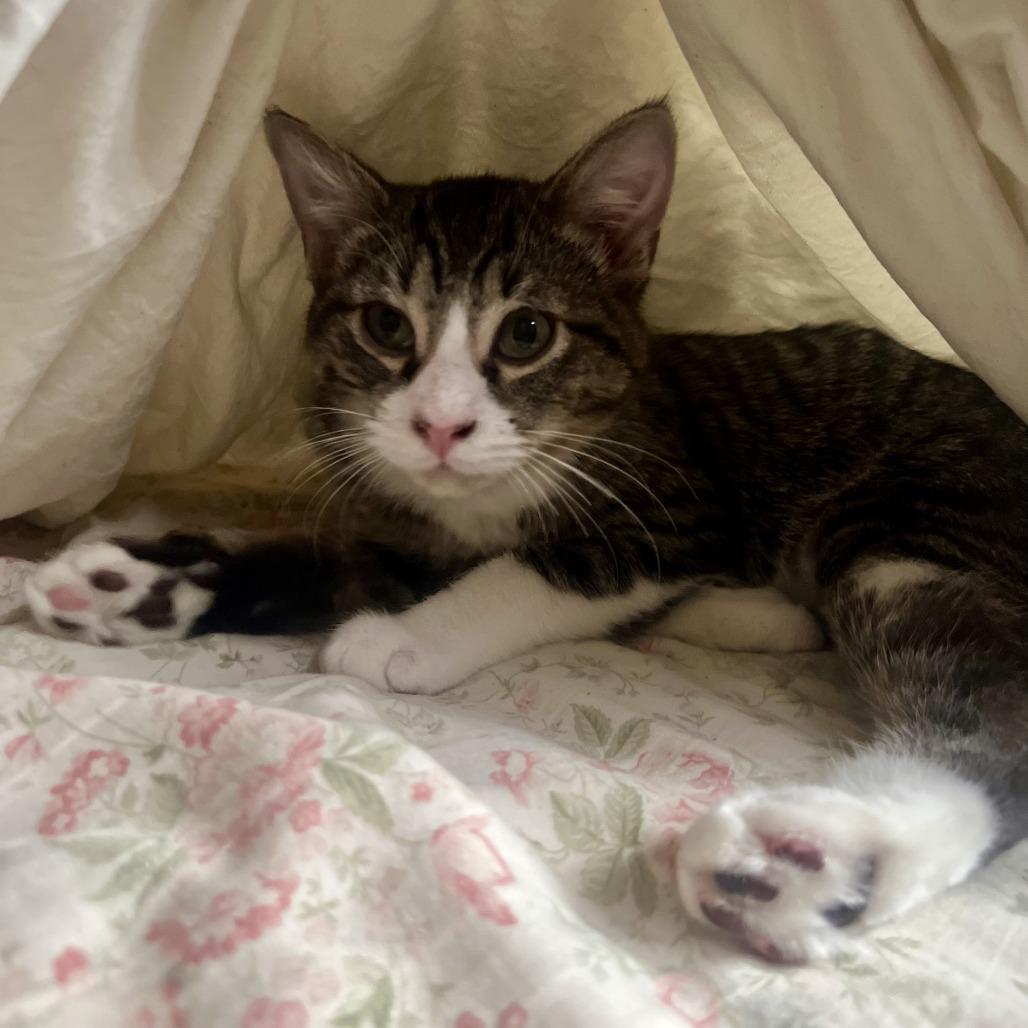 Enlarge Atlas, a Adoptable Domestic Short Hair in Houston, TX image 3/6