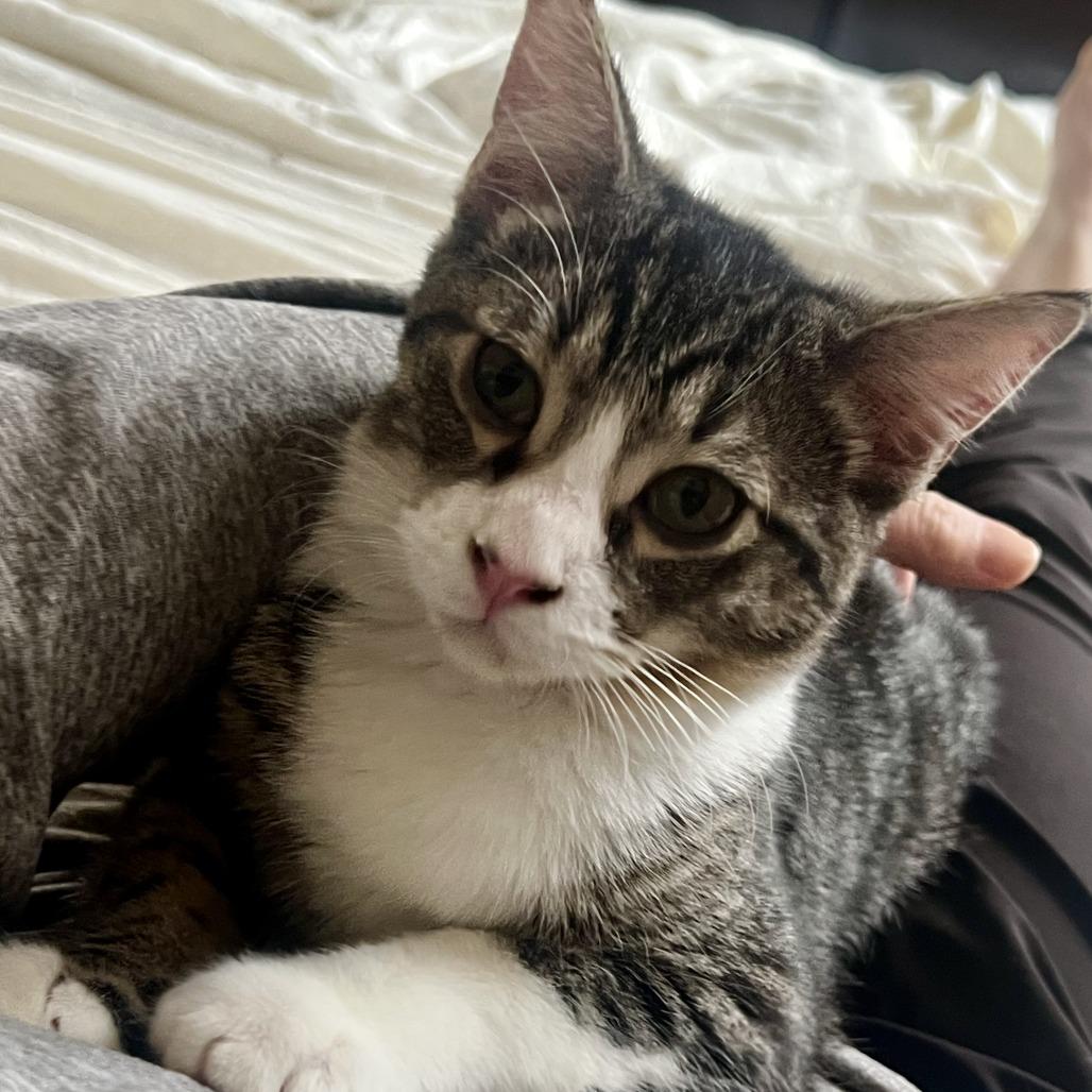 Enlarge Atlas, a Adoptable Domestic Short Hair in Houston, TX image 4/6