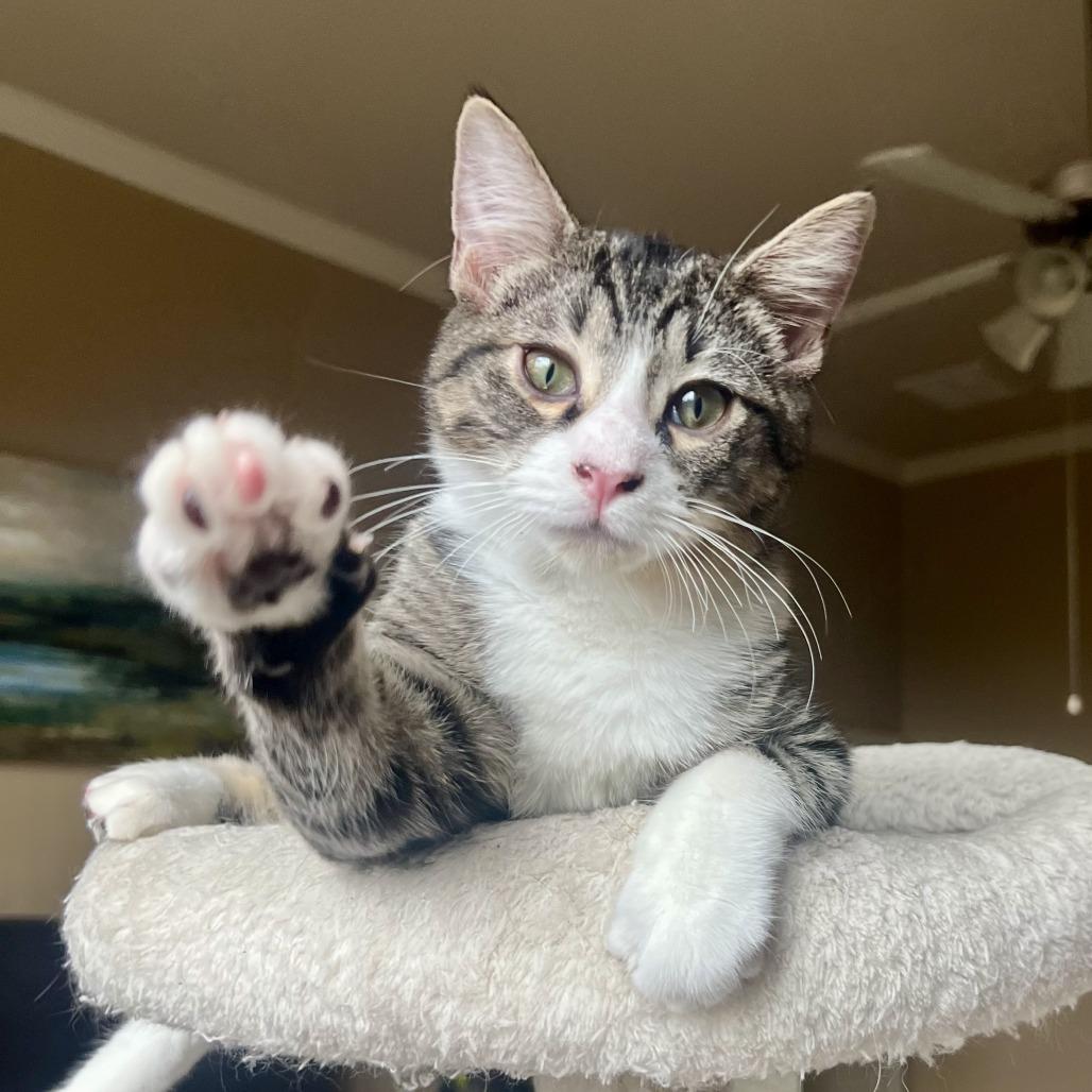 Enlarge Atlas, a Adoptable Domestic Short Hair in Houston, TX image 5/6