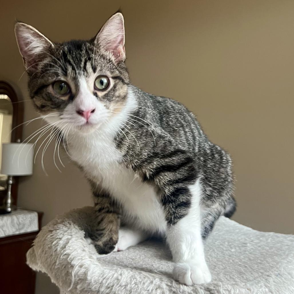 Enlarge Atlas, a Adoptable Domestic Short Hair in Houston, TX image 6/6