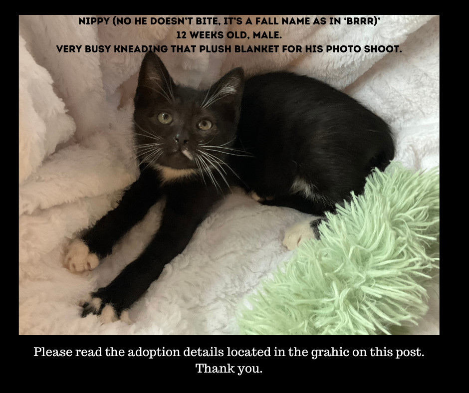 Enlarge Nippy , a Adopted Tuxedo in Mist, OR image 1/2