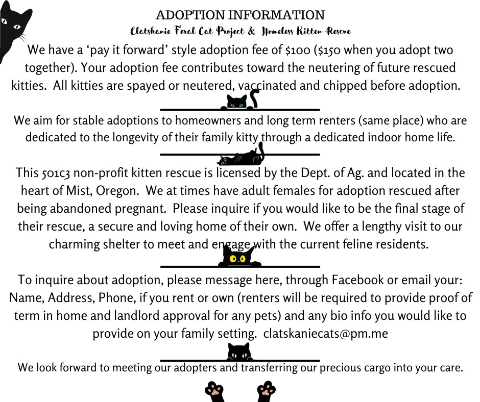 Enlarge Nippy , a Adopted Tuxedo in Mist, OR image 2/2