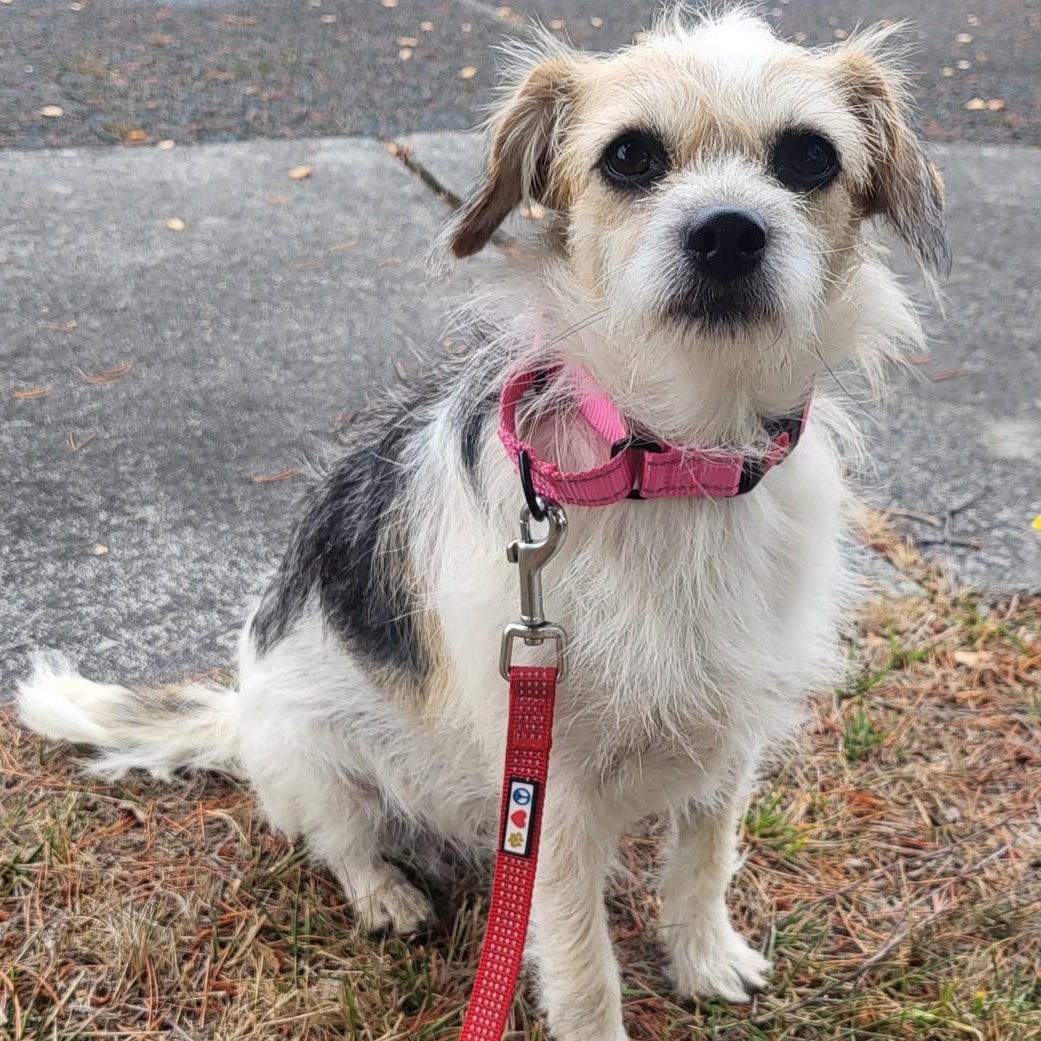 Enlarge Sarah, a Adopted mixed breed in Friday Harbor, WA image 2/3