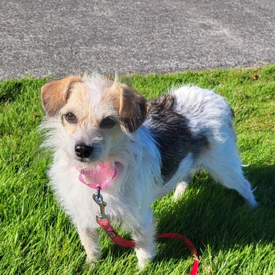 Sarah, Adopted, Young Female Jack Russell Terrier.
