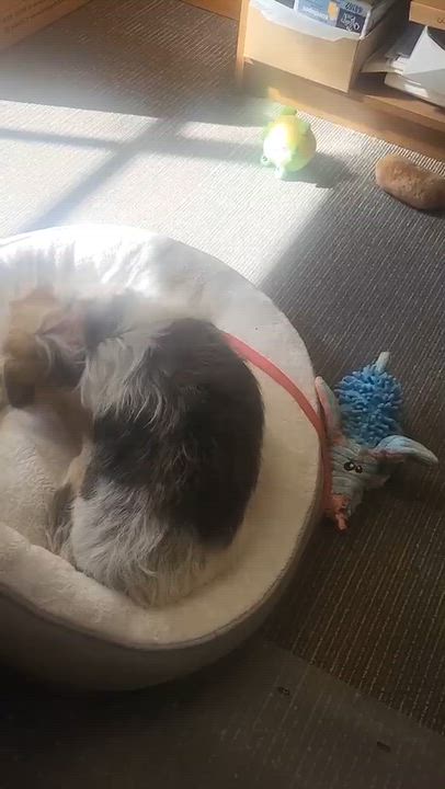 Enlarge Sarah, a Adopted mixed breed in Friday Harbor, WA video 3/3