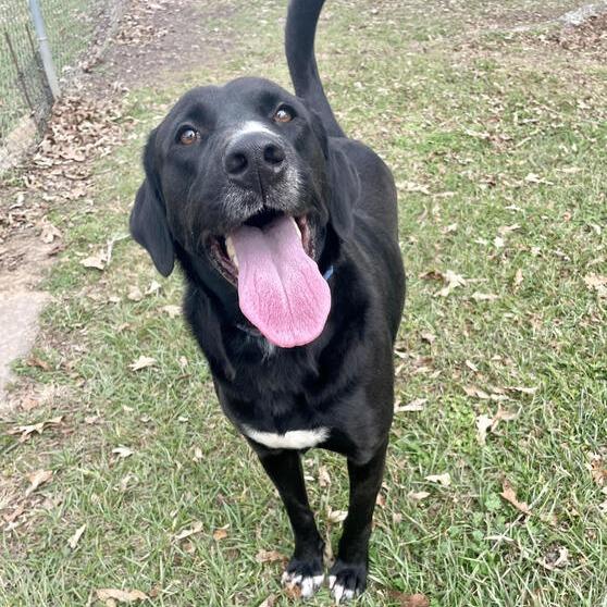 Extra Cheese, Adoptable, Adult Male Labrador Retriever.