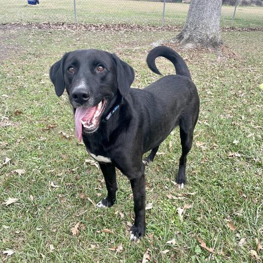 Enlarge Extra Cheese, a Adoptable mixed breed in Carencro, LA image 2/6