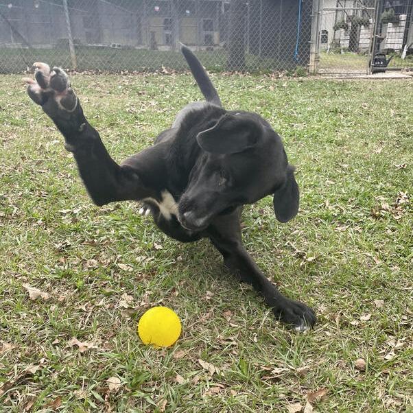 Enlarge Extra Cheese, a Adoptable mixed breed in Carencro, LA image 4/6