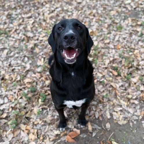 Enlarge Extra Cheese, a Adoptable mixed breed in Carencro, LA image 5/6