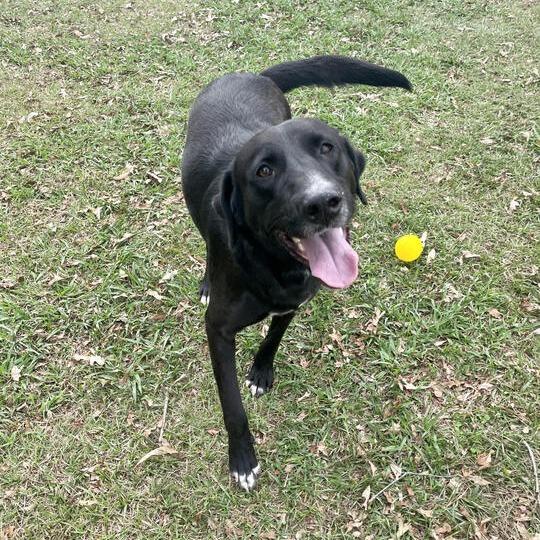 Enlarge Extra Cheese, a Adoptable mixed breed in Carencro, LA image 6/6