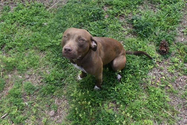 Enlarge RUTH, a Adoptable mixed breed in Panama City, FL image 1/1