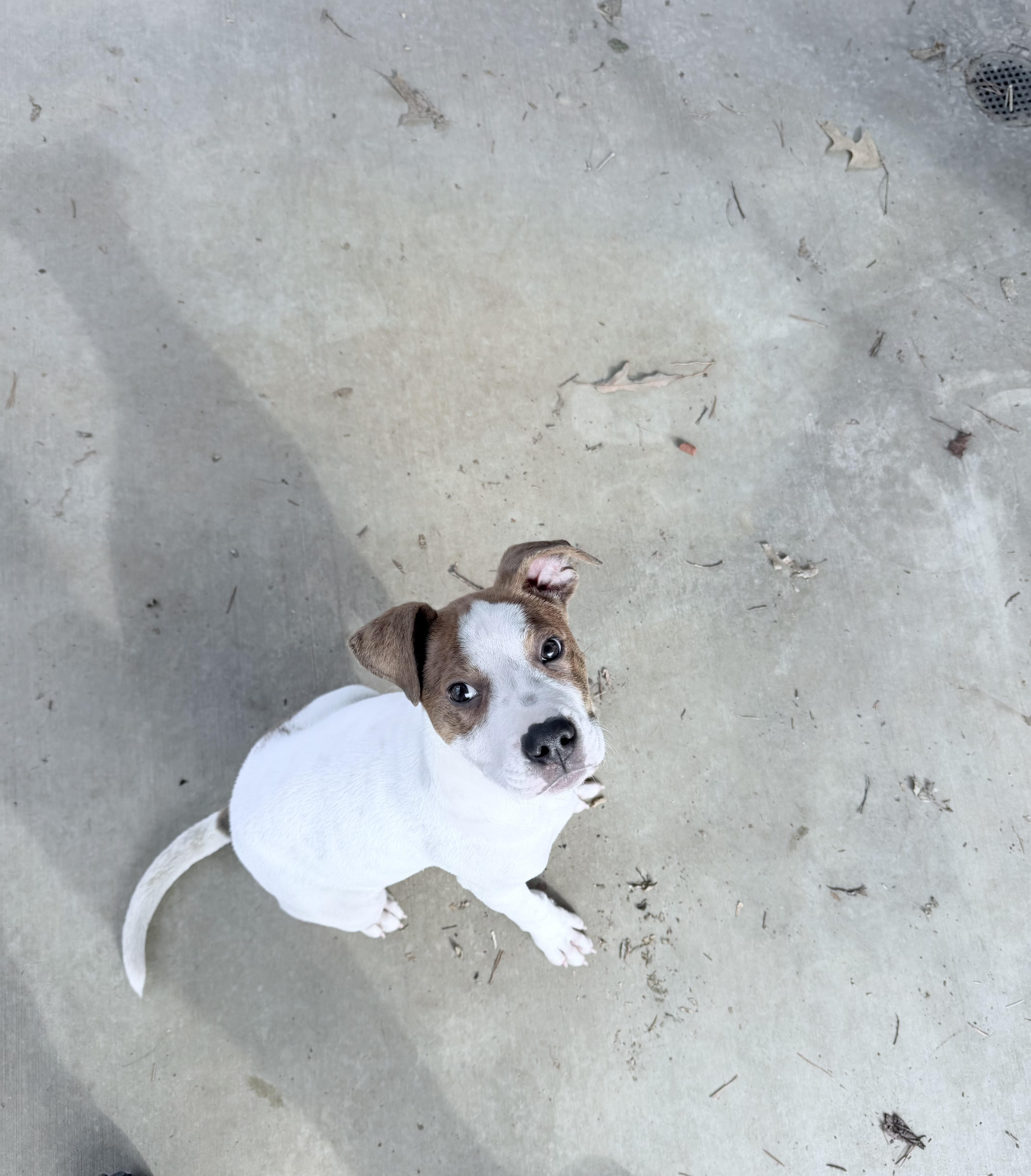 Enlarge Archie , a ADOPTABLE Pit Bull Terrier in Loudon, TN image 1/3