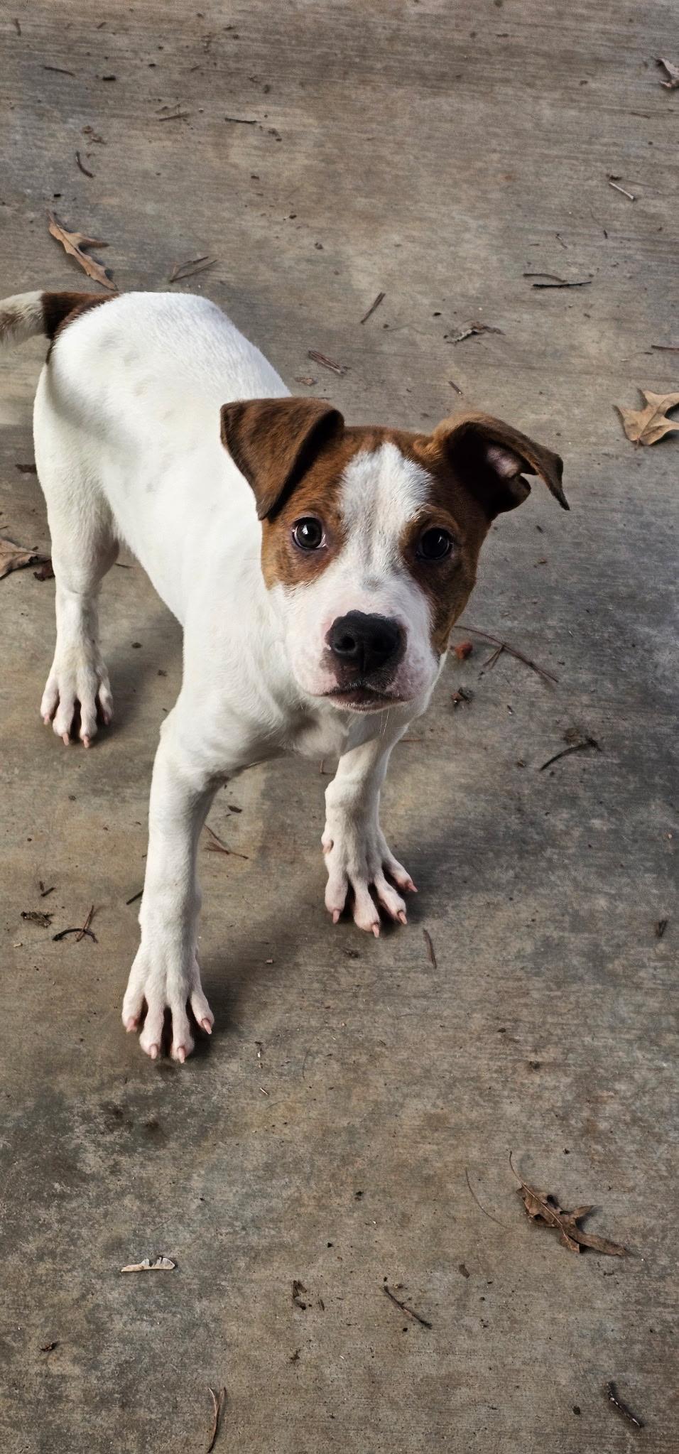 Enlarge Archie , a ADOPTABLE Pit Bull Terrier in Loudon, TN image 2/3