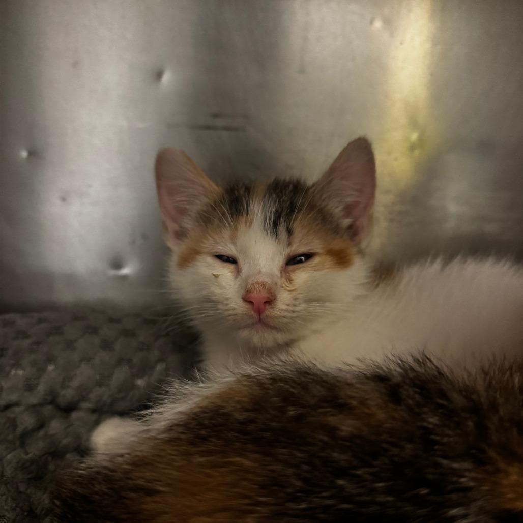 Juliette, Adoptable, Kitten Female Domestic Short Hair.