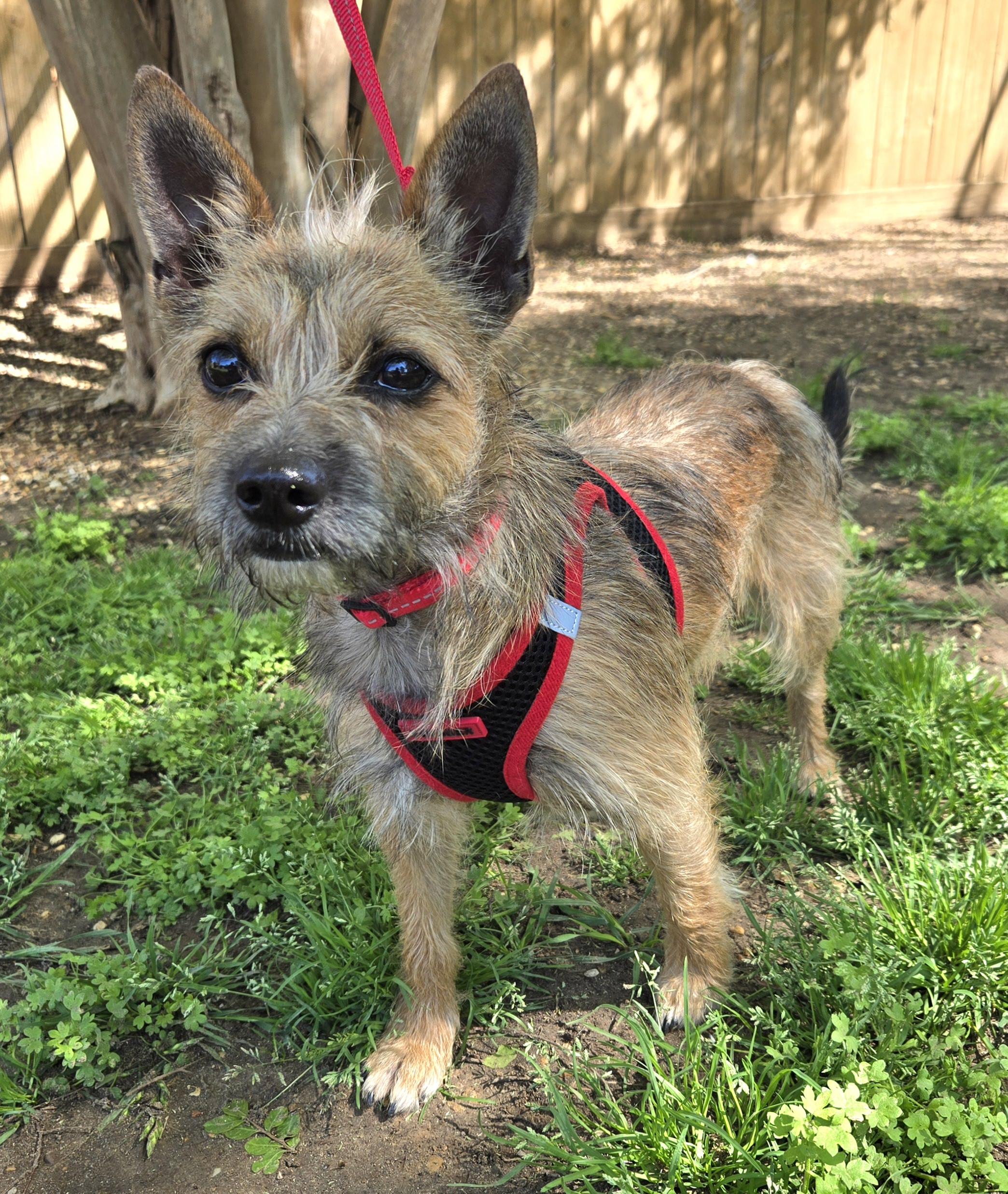 TOTO, Adoptable, Adult Male Schnauzer & Yorkshire Terrier.