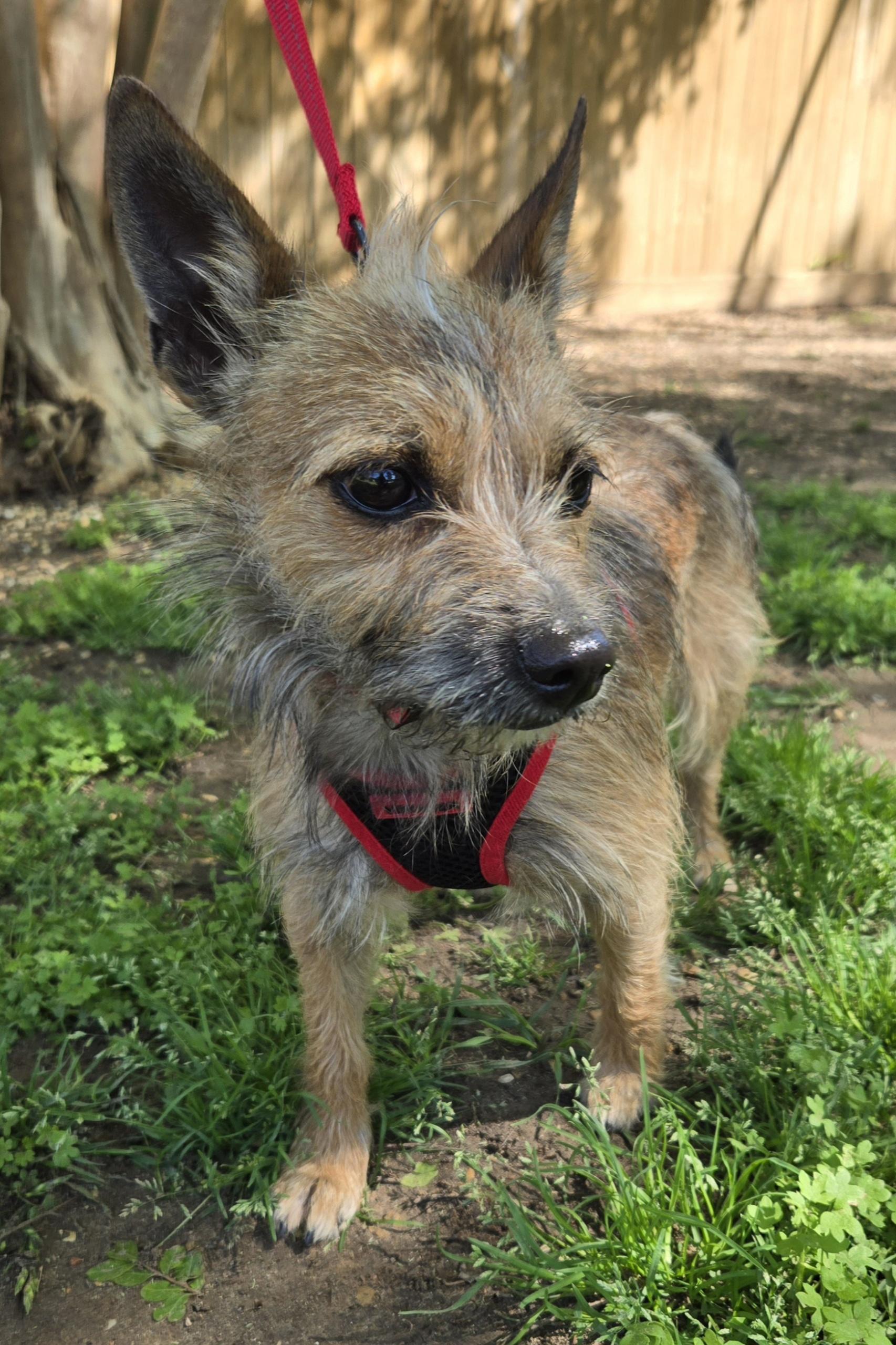 TOTO, a Adoptable mixed breed in Grand Prairie, TX image 2/5