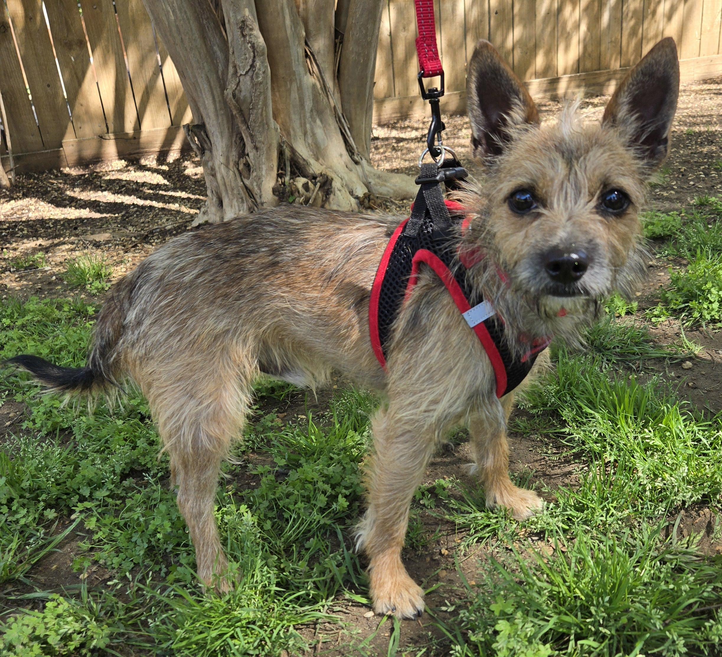 TOTO, a Adoptable mixed breed in Grand Prairie, TX image 3/5