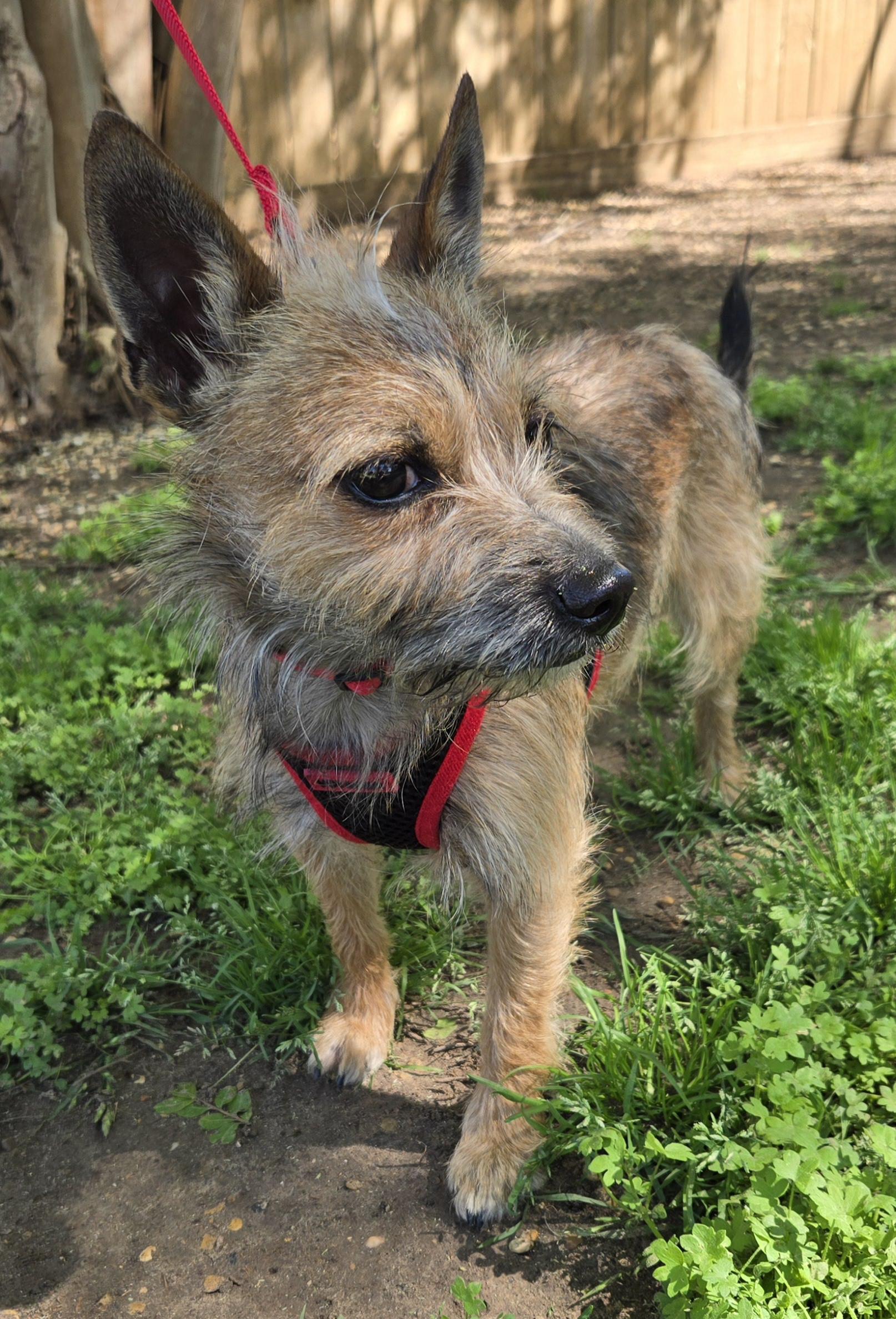 TOTO, a Adoptable mixed breed in Grand Prairie, TX image 4/5