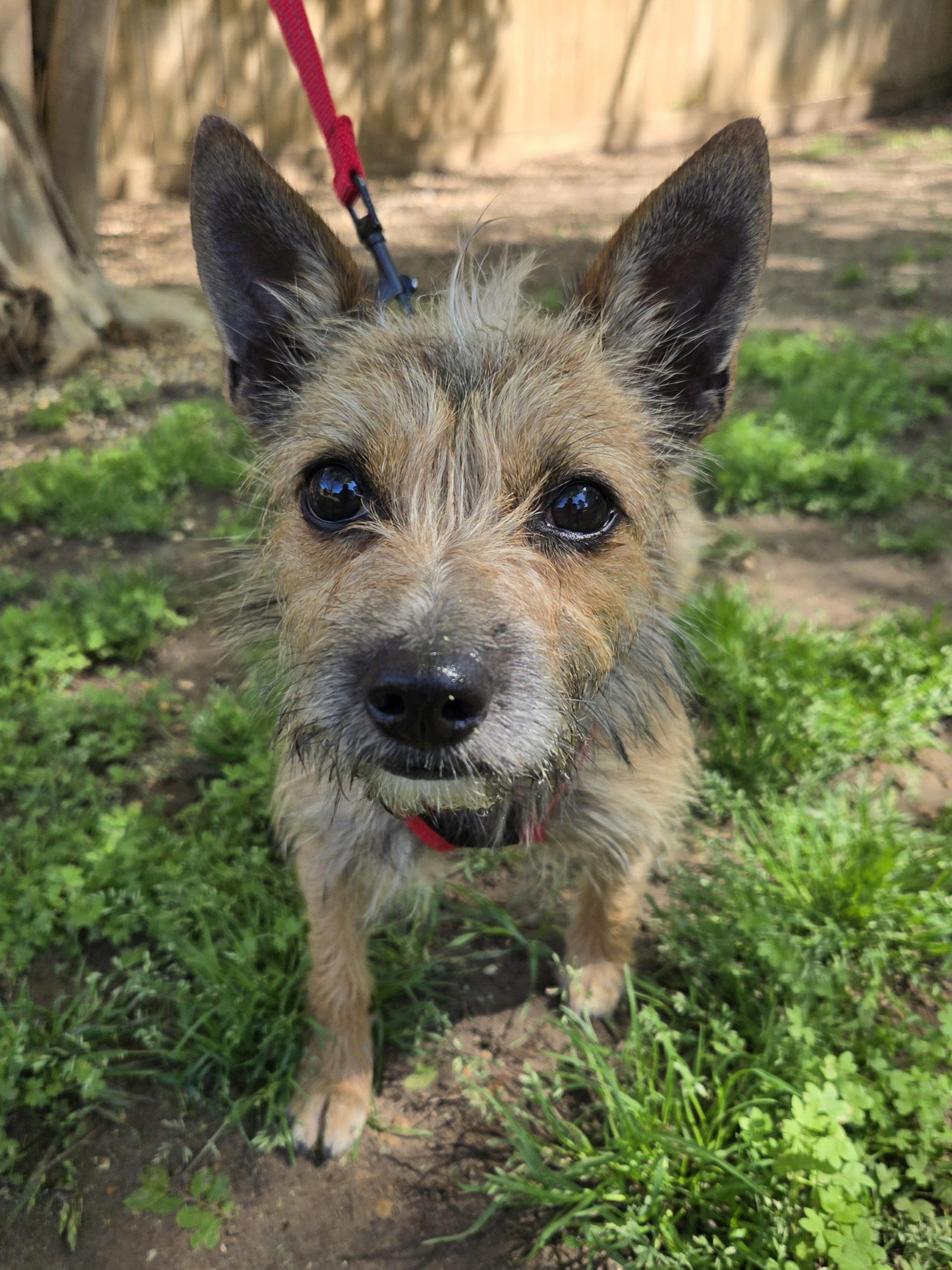 TOTO, a Adoptable mixed breed in Grand Prairie, TX image 5/5