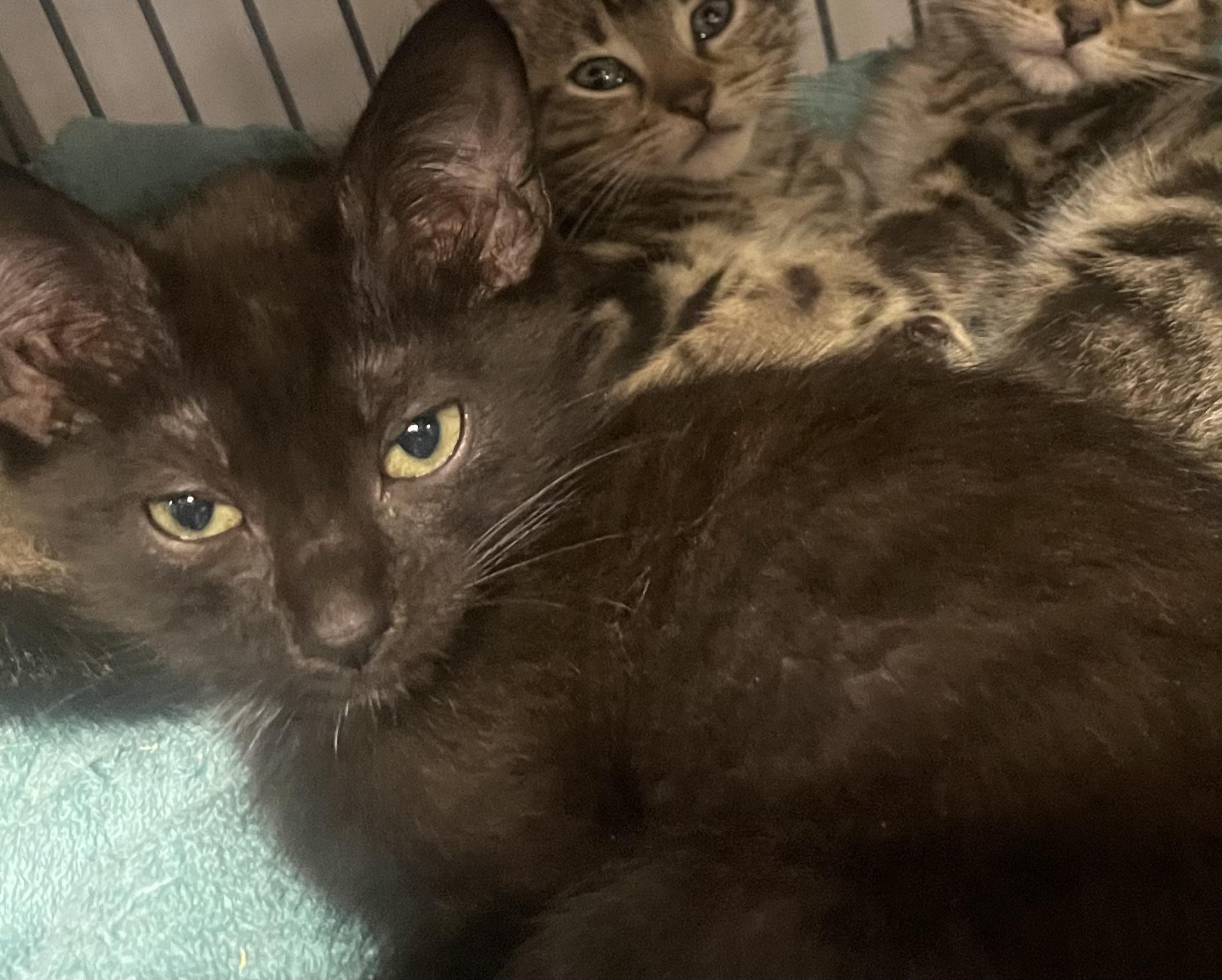 Troy, Adoptable, Kitten Male Domestic Short Hair.