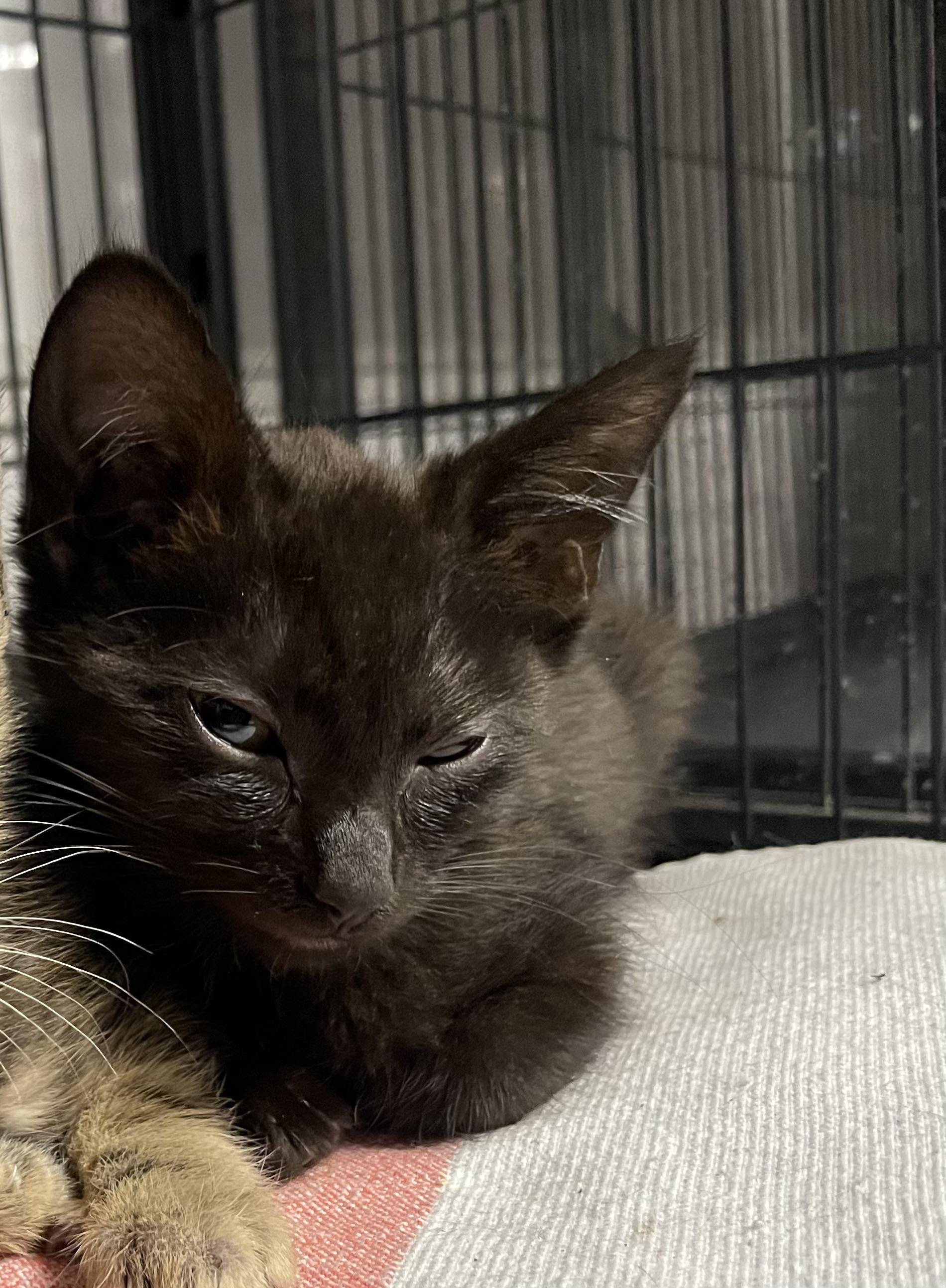 Enlarge Troy, a Adoptable Domestic Short Hair in Goodlettsville, TN image 2/3
