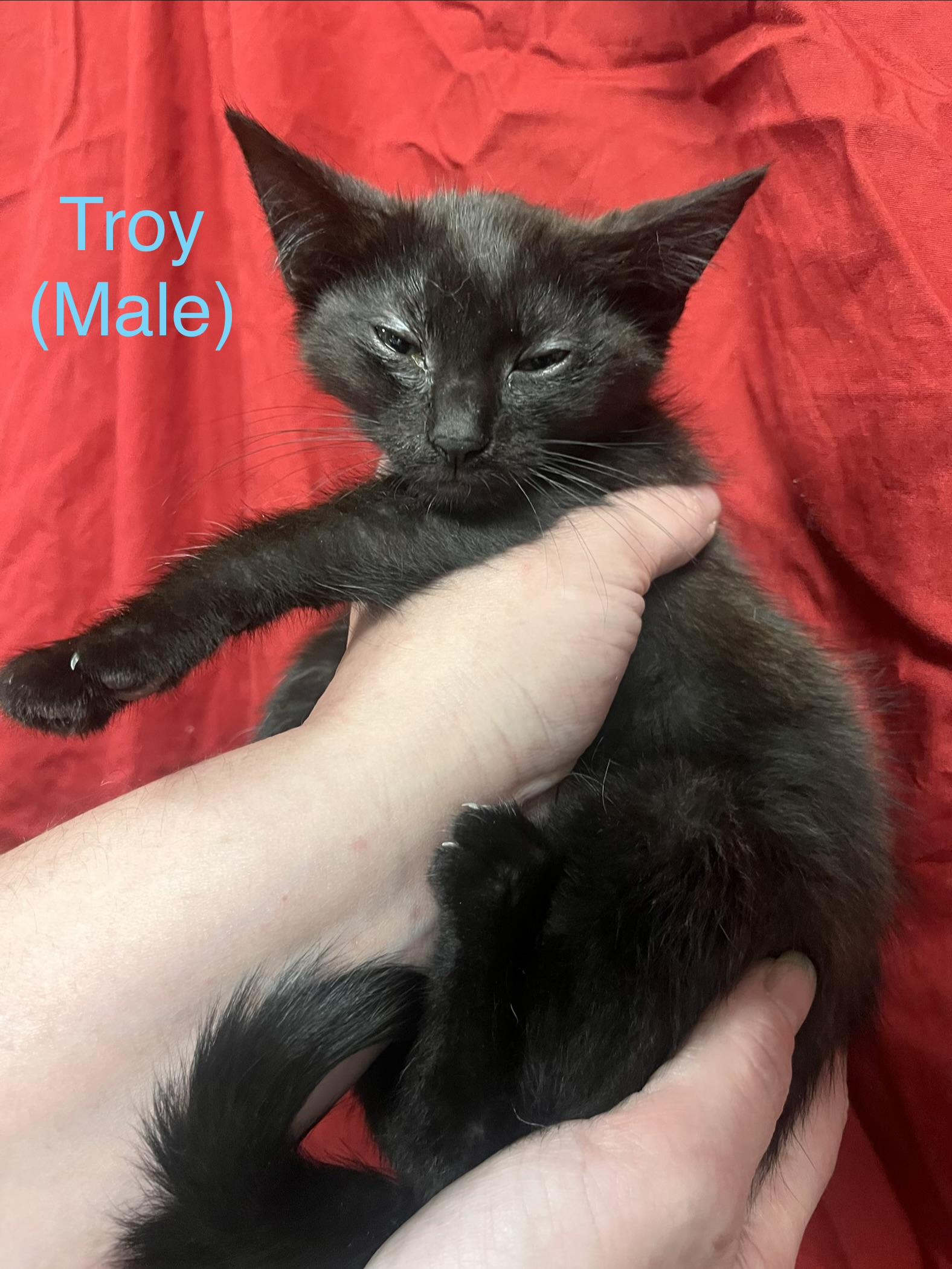 Enlarge Troy, a Adoptable Domestic Short Hair in Goodlettsville, TN image 3/3