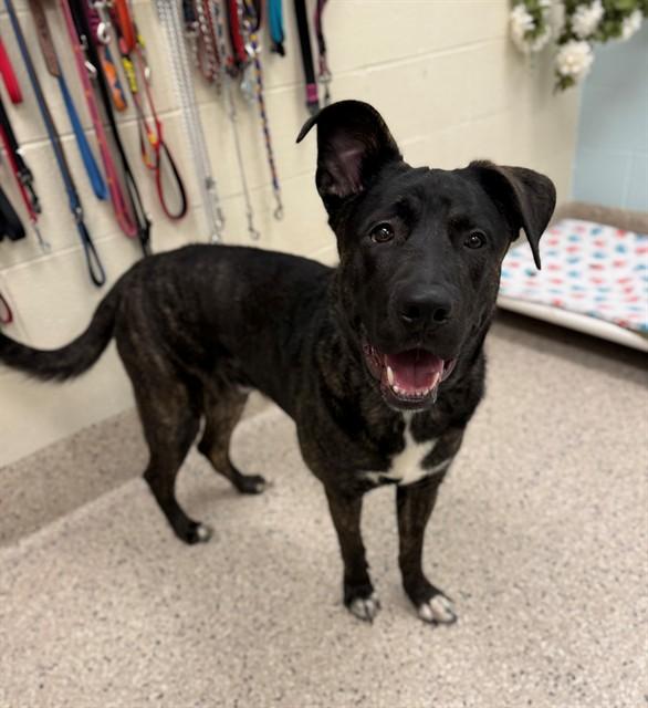OSO, Adoptable, Young Male Dutch Shepherd & Mixed Breed.