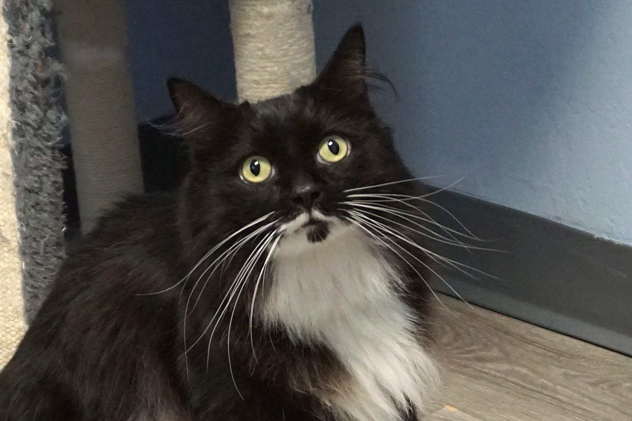 Copy Cat, a Adoptable Domestic Long Hair in Fountain Hills, AZ image 1/5