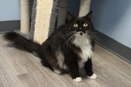 Copy Cat, a Adoptable Domestic Long Hair in Fountain Hills, AZ image 4/5