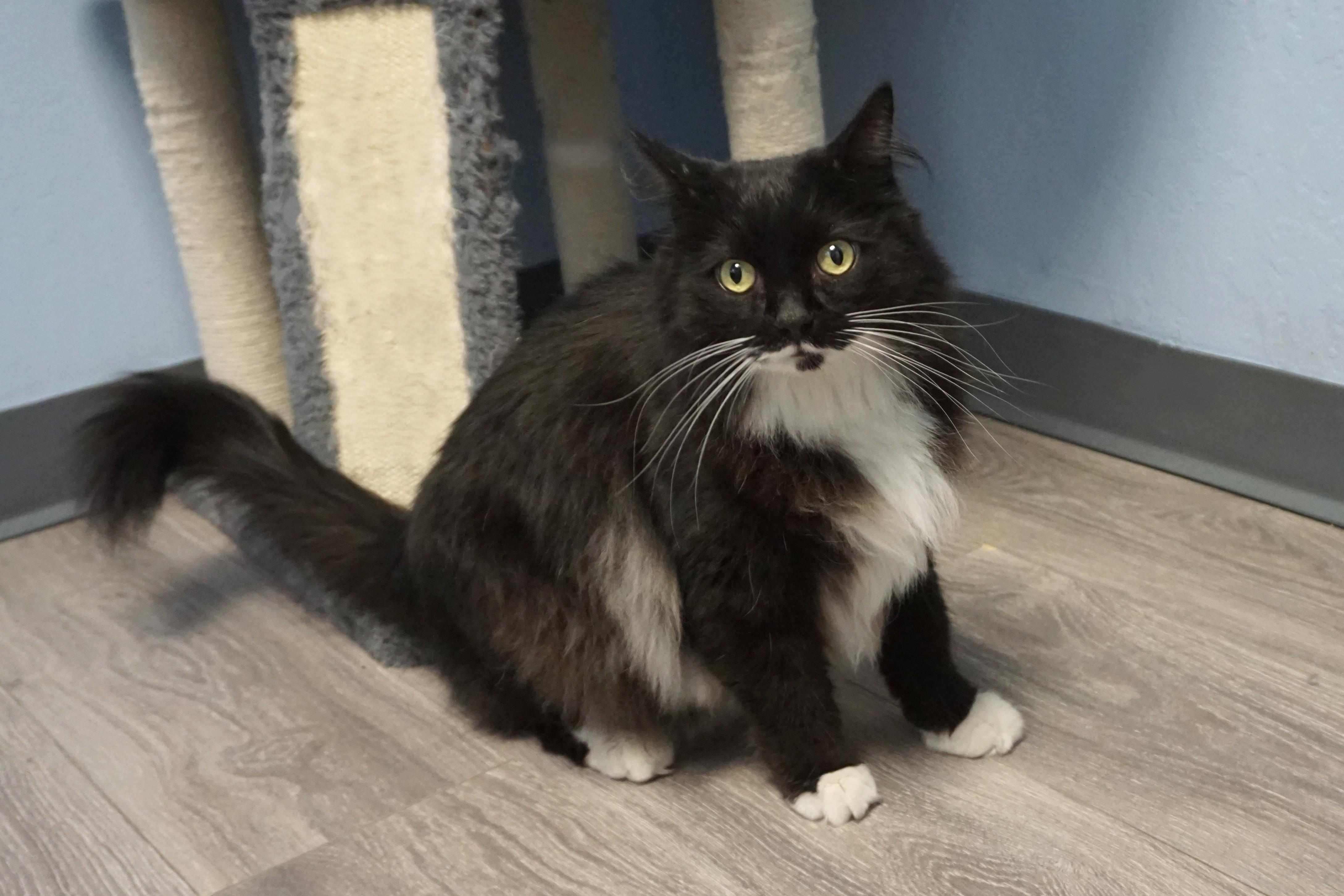 Copy Cat, a Adoptable Domestic Long Hair in Fountain Hills, AZ image 5/5
