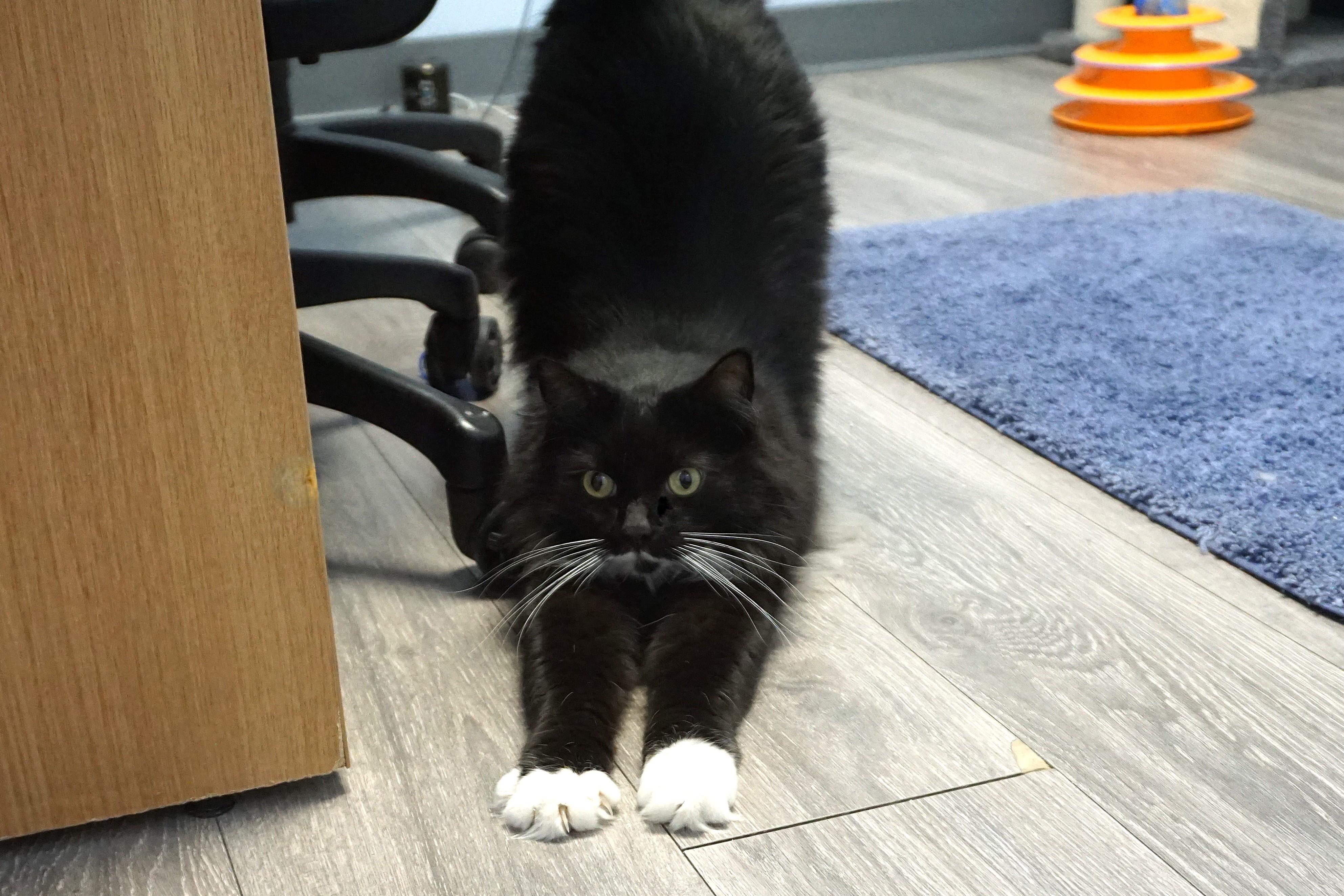 Copy Cat, a Adoptable Domestic Long Hair in Fountain Hills, AZ image 2/5