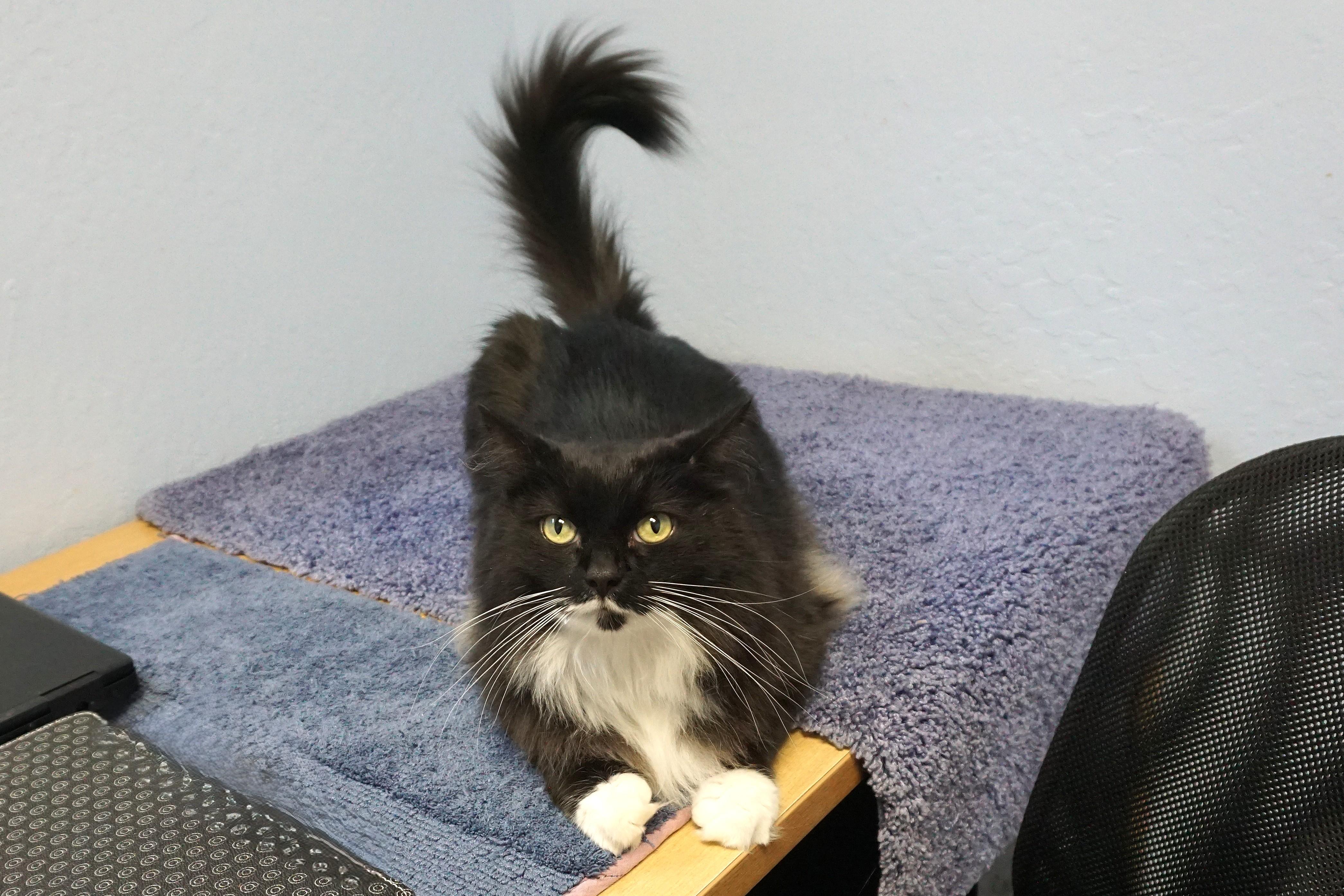 Copy Cat, a Adoptable Domestic Long Hair in Fountain Hills, AZ image 3/5