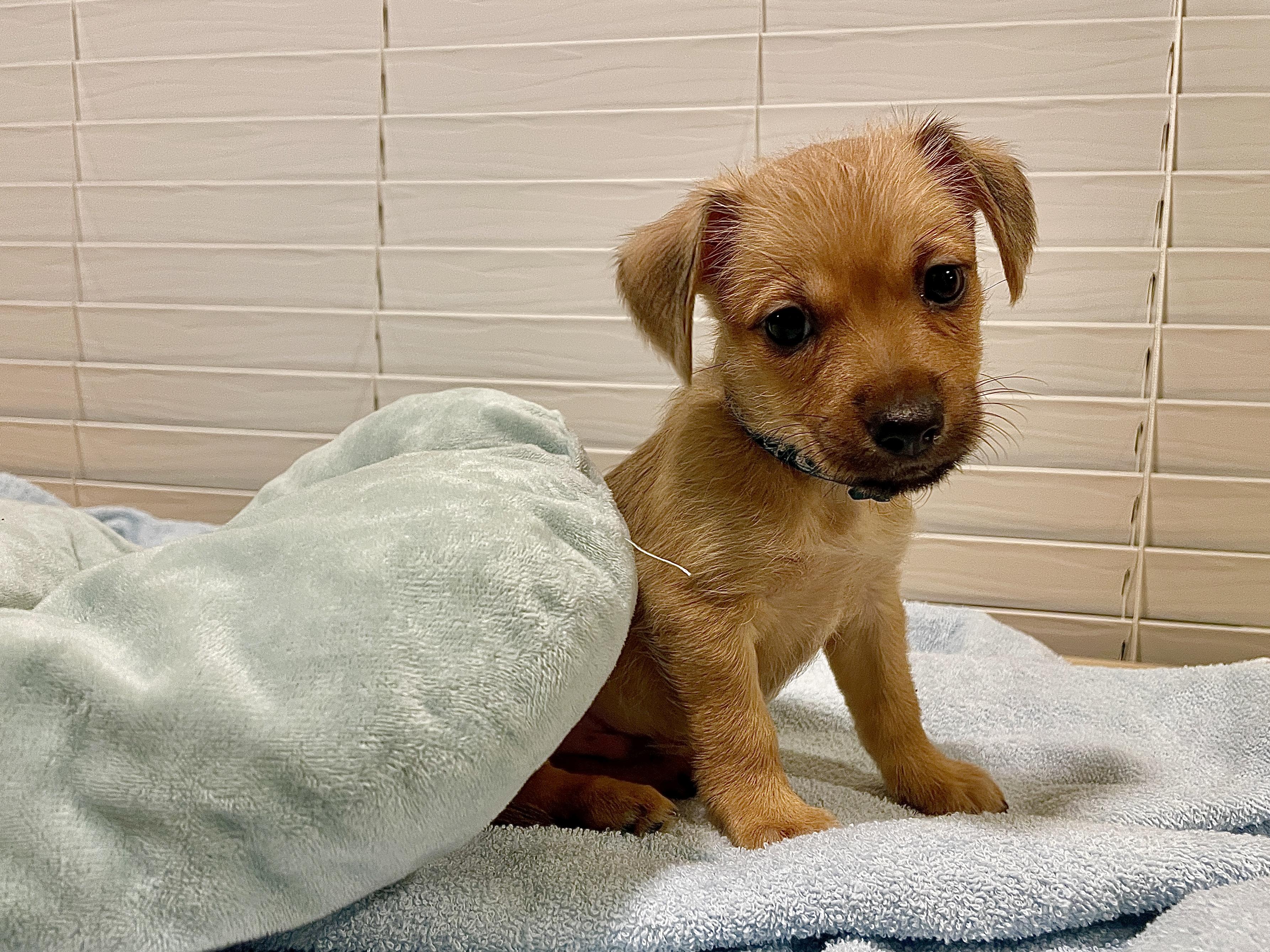 Enlarge Mango, a Adopted mixed breed in Round Rock, TX image 2/3