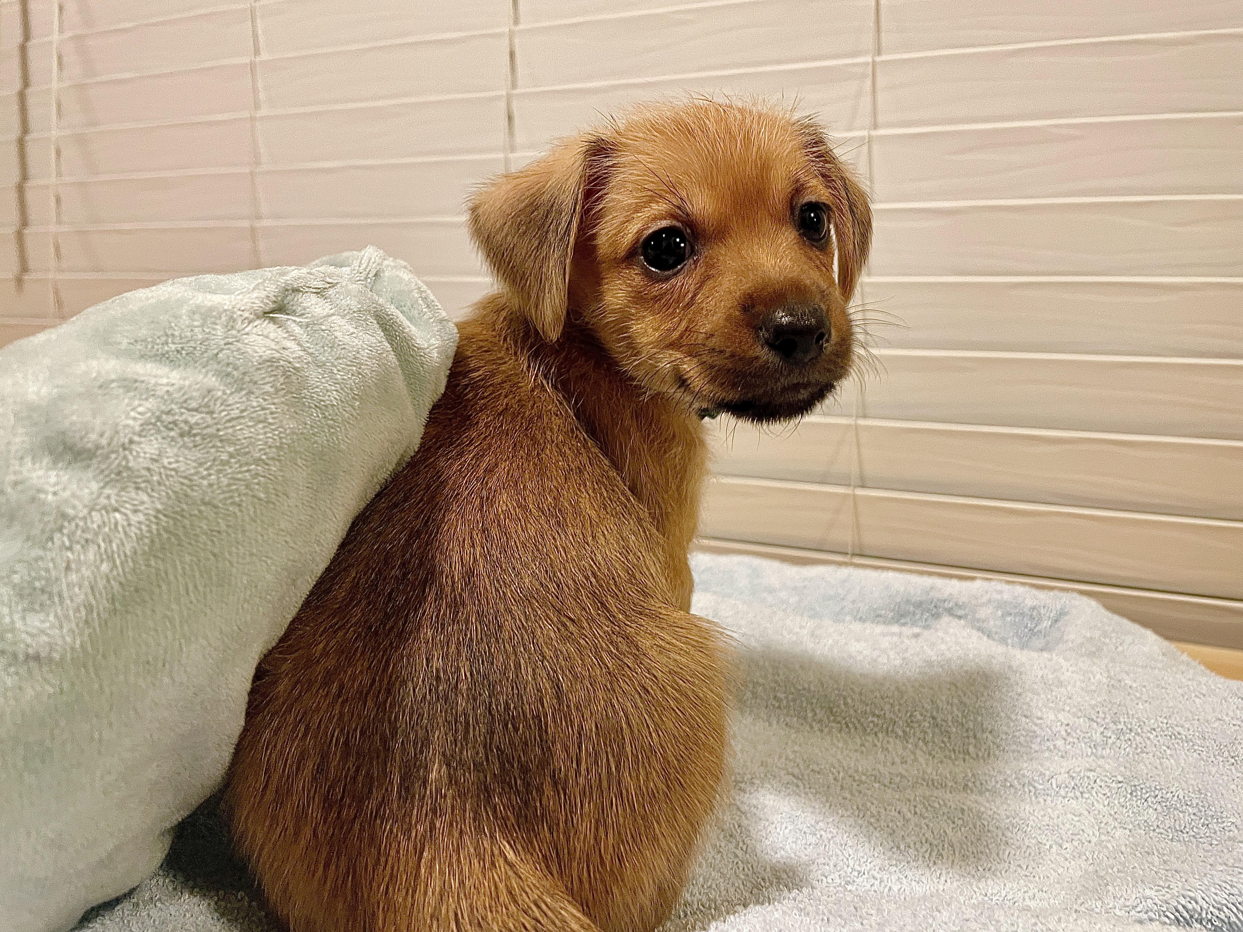 Enlarge Mango, a Adopted mixed breed in Round Rock, TX image 3/3