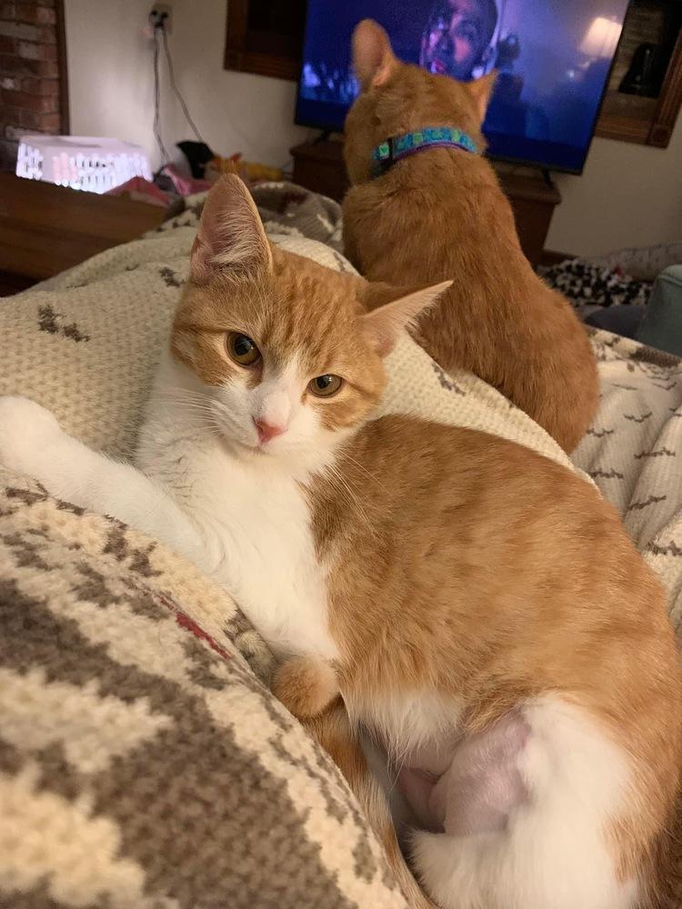 Lillian, Adoptable, Young Female Domestic Short Hair.