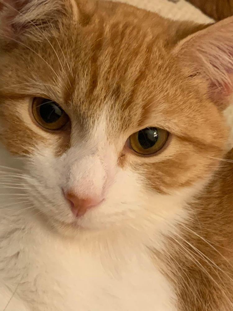 Lillian, Adoptable, Young Female Domestic Short Hair.