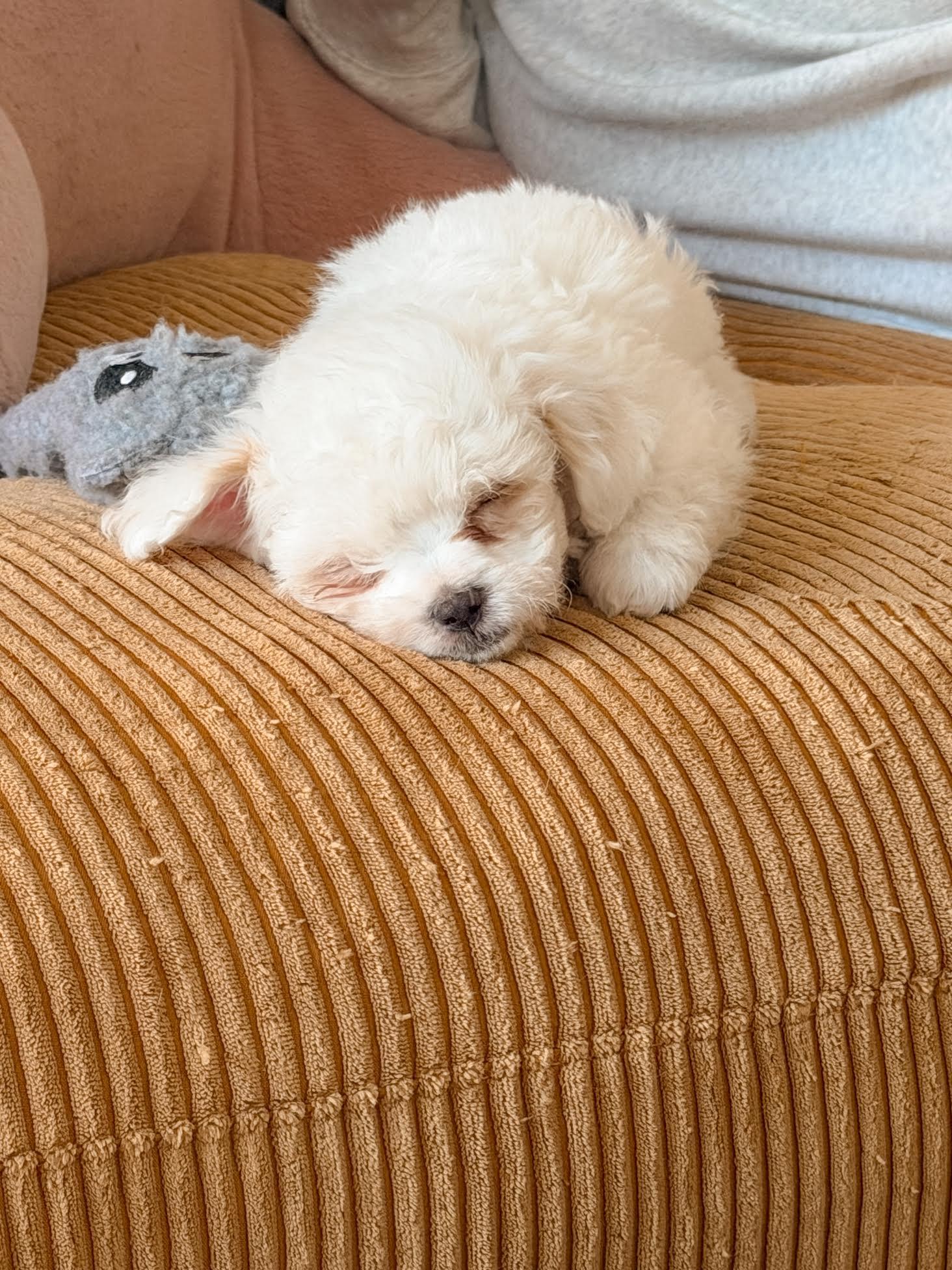 Enlarge Snowball, an adopted mixed breed in Las Vegas, NV image 4/4