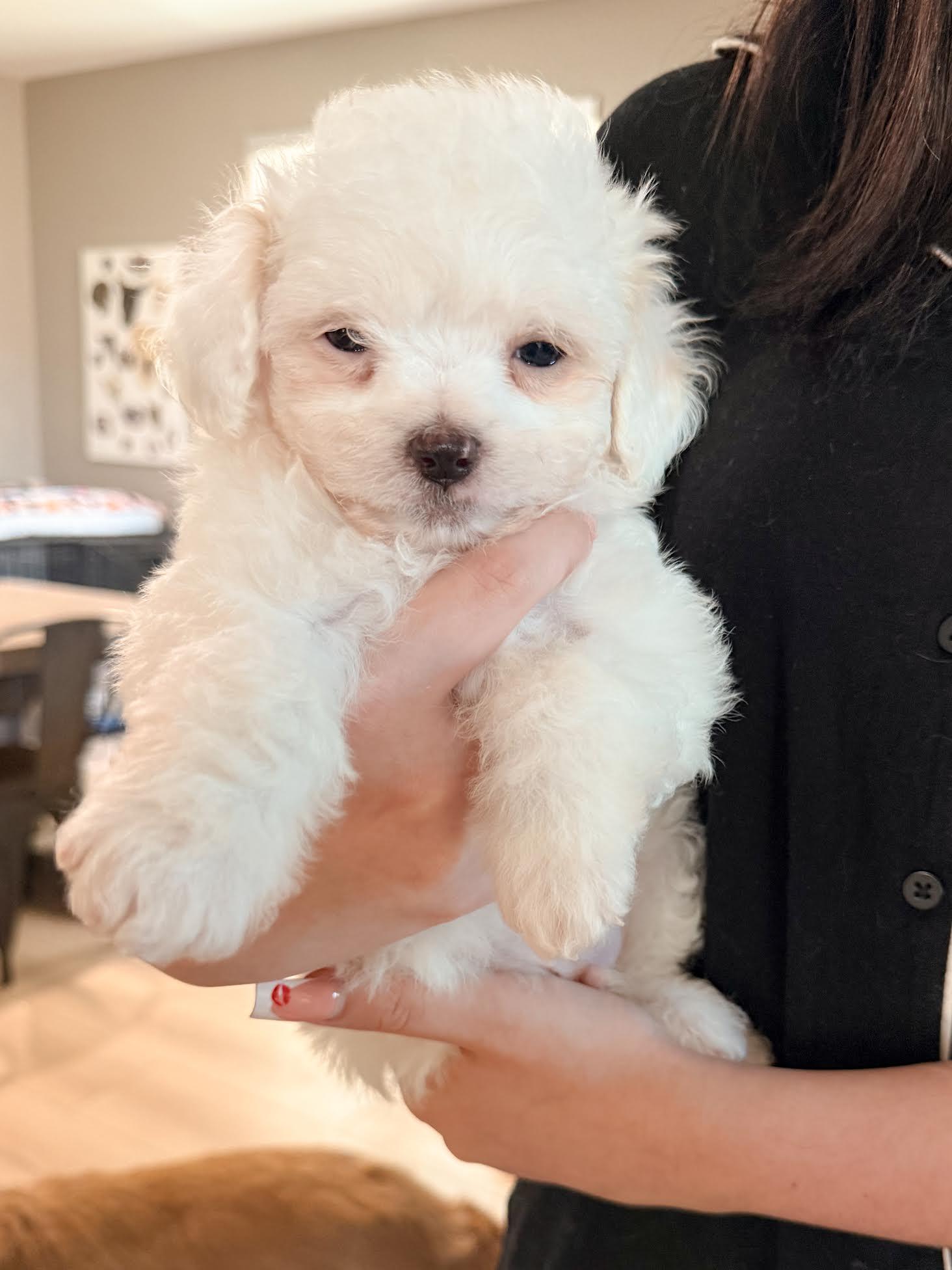Enlarge Snowball, an adopted mixed breed in Las Vegas, NV image 1/4