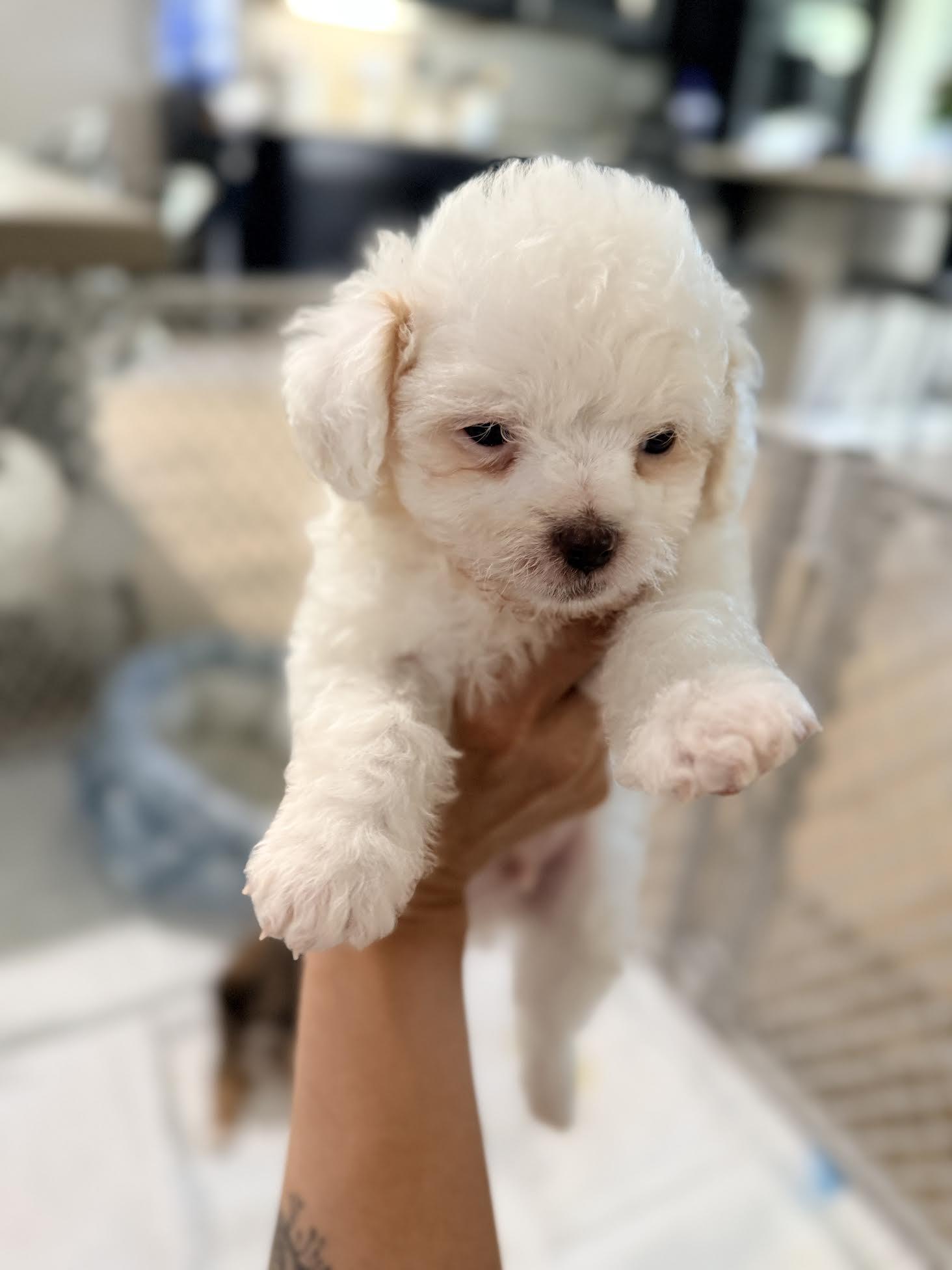 Enlarge Snowball, an adopted mixed breed in Las Vegas, NV image 3/4