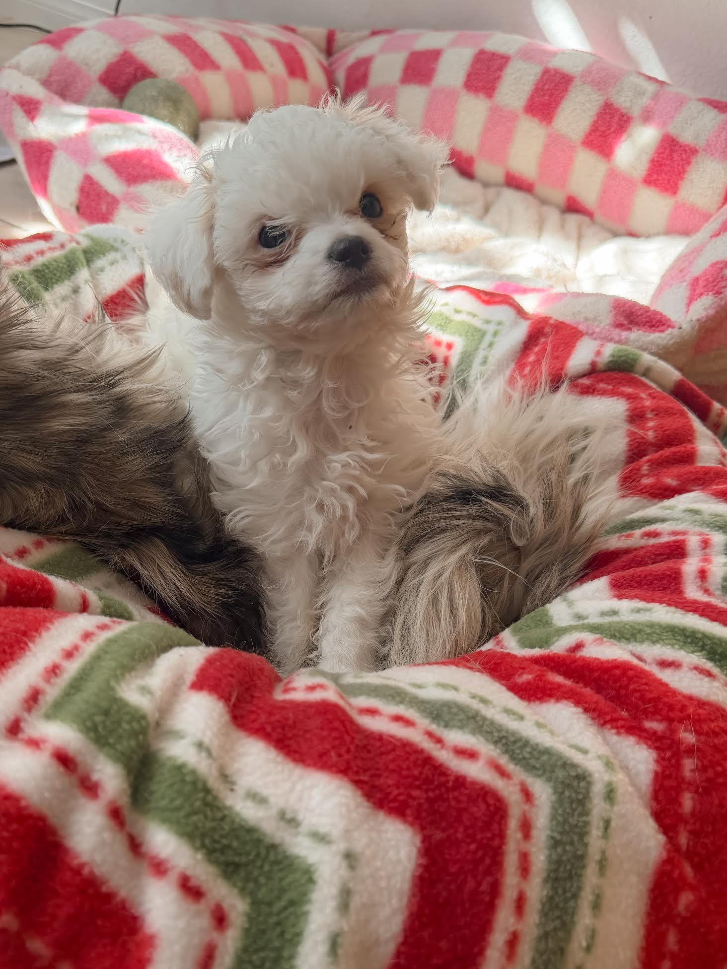 Enlarge Snowball, an adopted mixed breed in Las Vegas, NV image 2/4