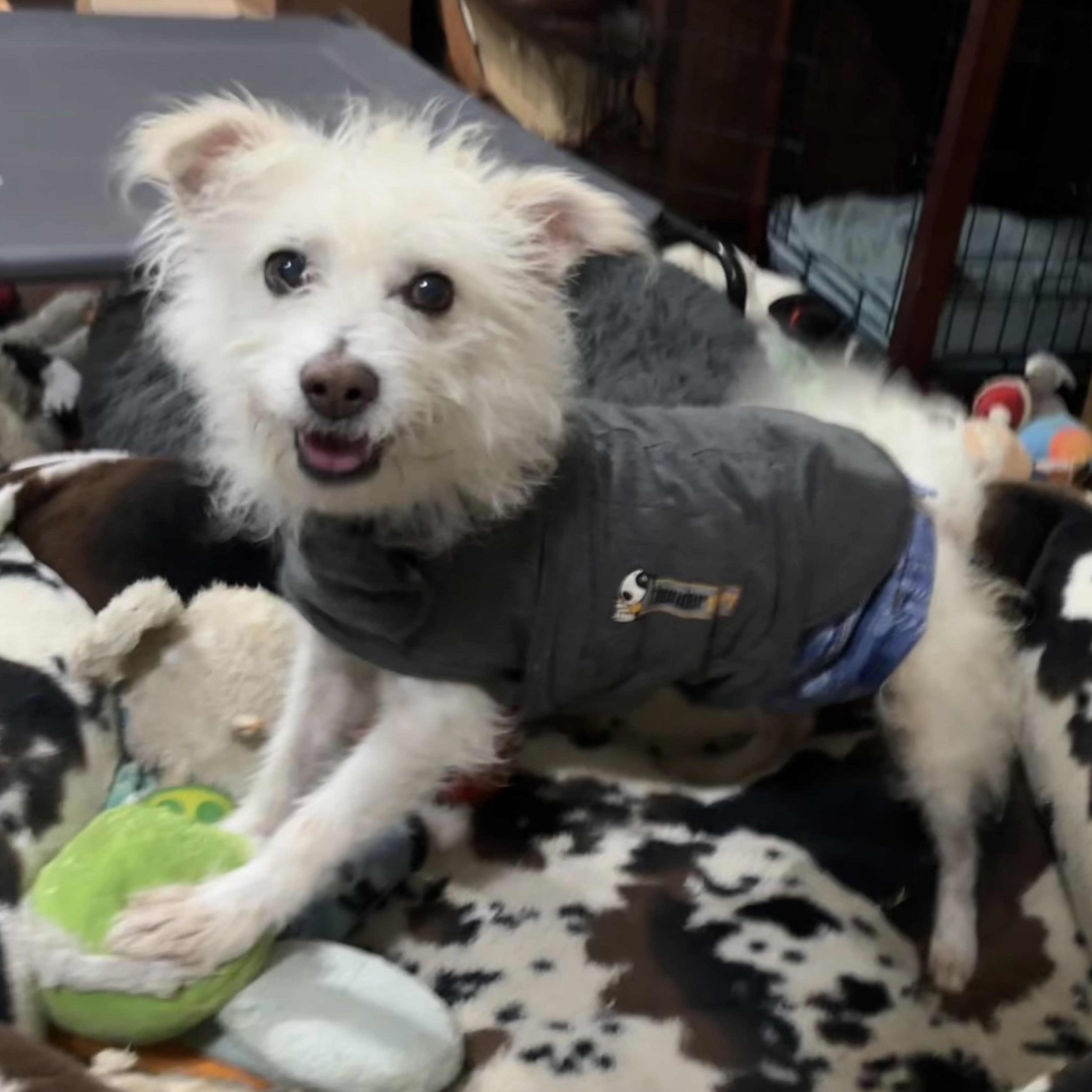 Cliff - Adoption Pending!