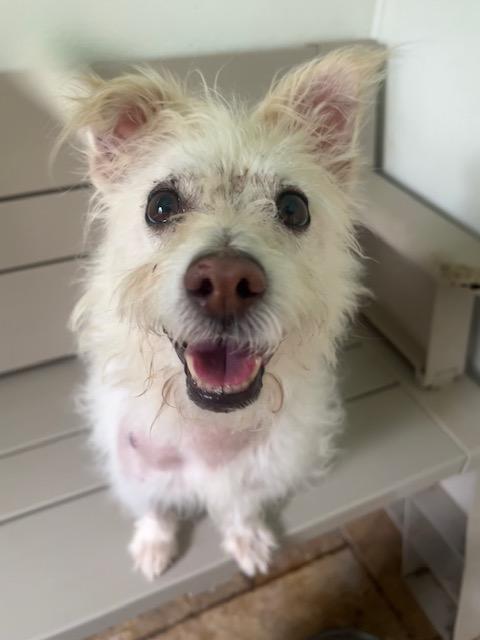 Cliff - Adoption Pending!