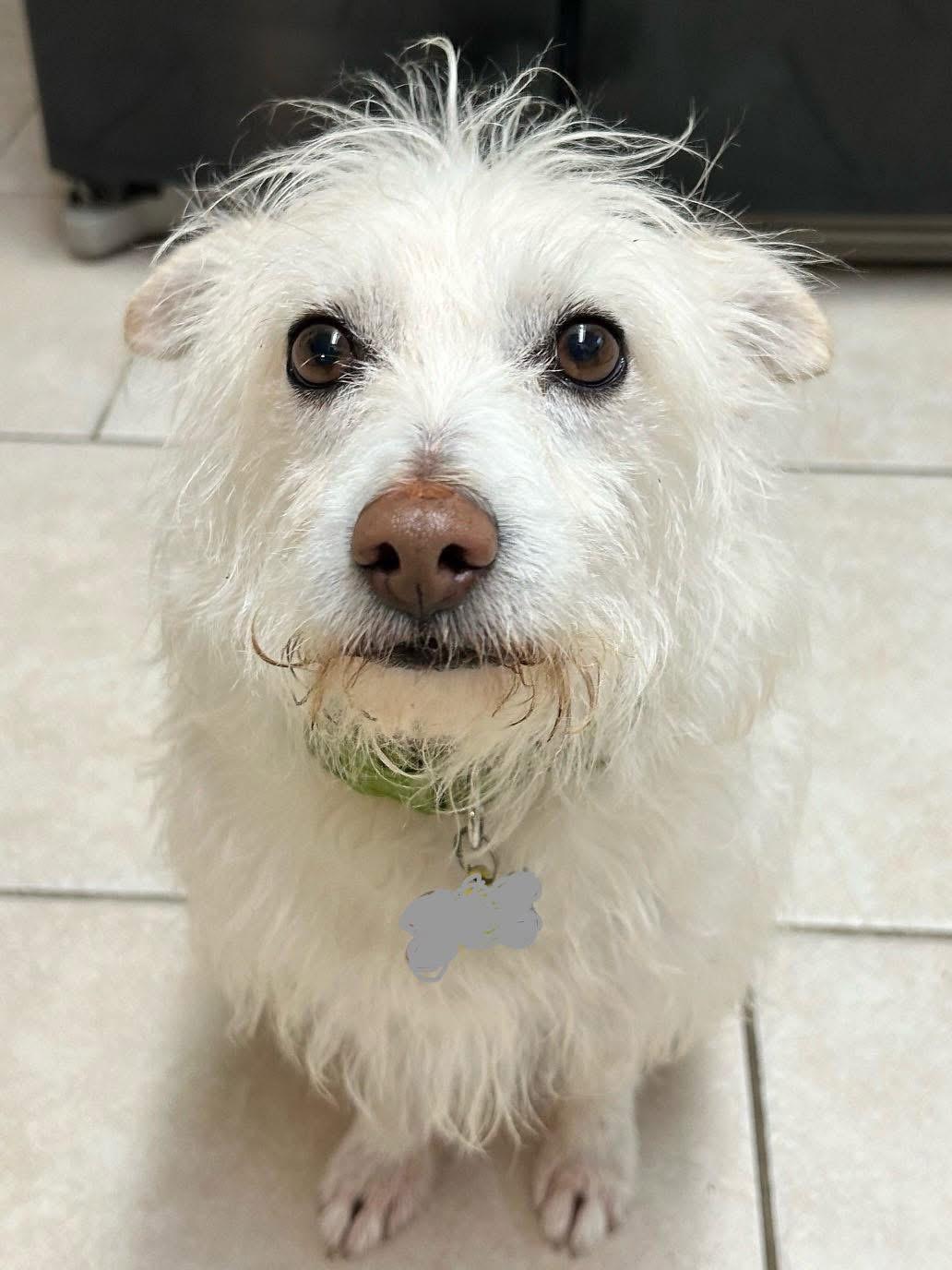 Cliff - Adoption Pending!