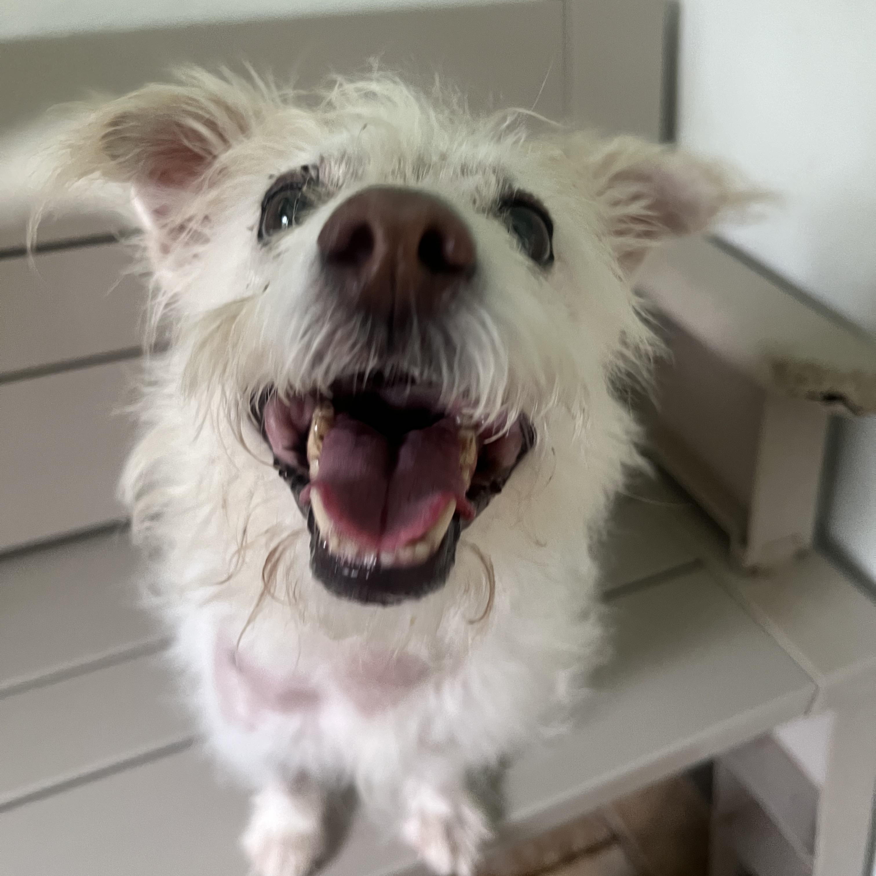 Cliff - Adoption Pending!