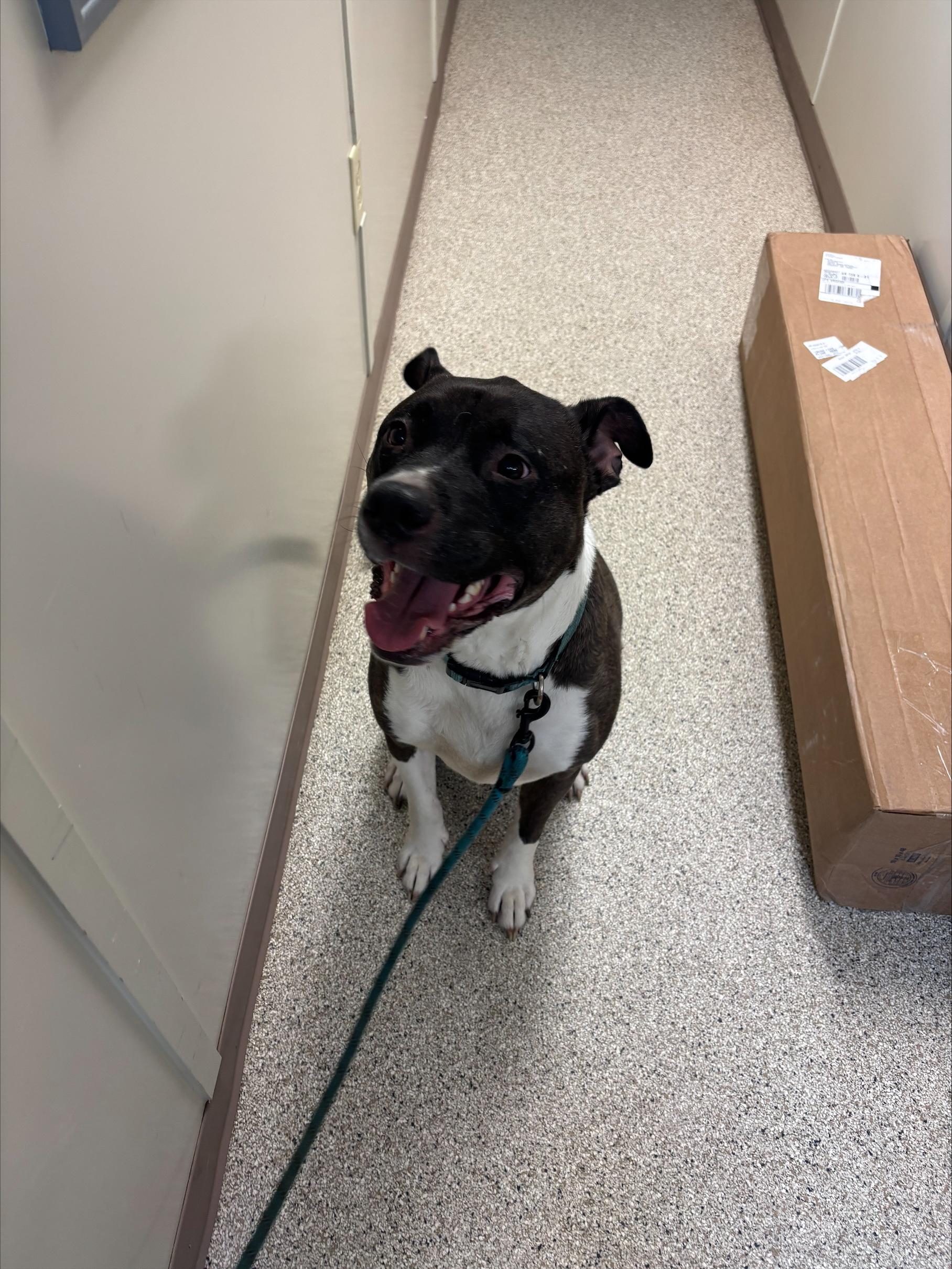 Rico, ADOPTABLE, Adult Male Terrier.