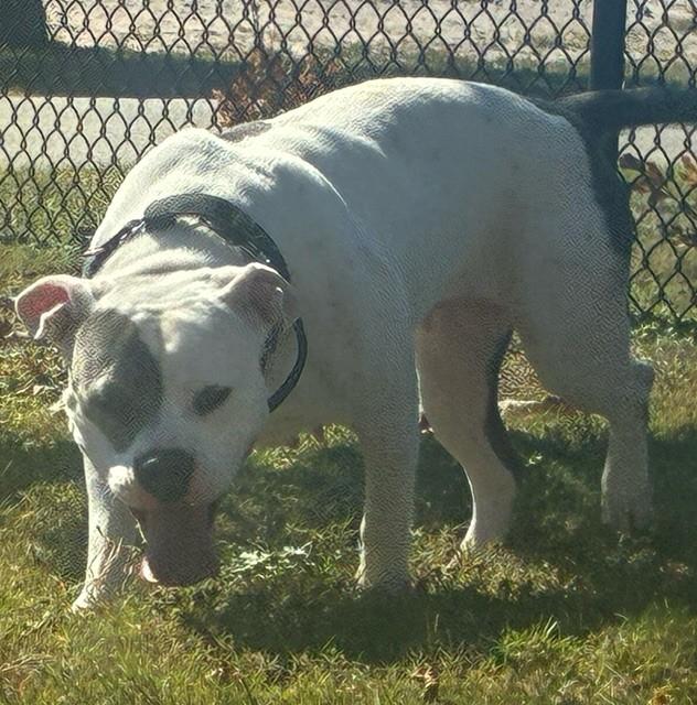 DELAWARE, an adoptable Pit Bull Terrier in Lynn Haven, FL image 3/3