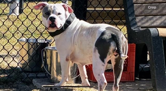 DELAWARE, an adoptable Pit Bull Terrier in Lynn Haven, FL image 2/3